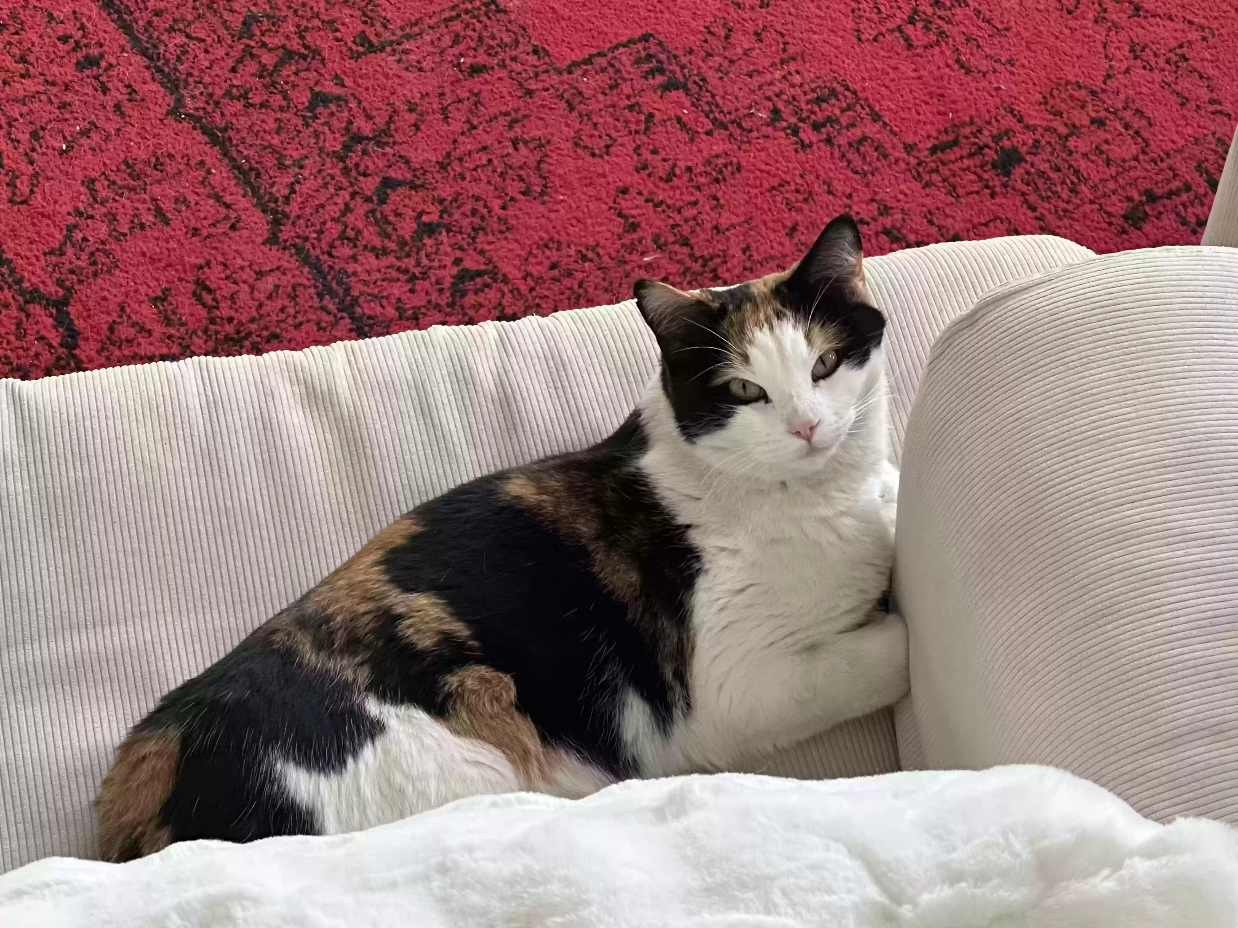 Lost cat in Boulder, CO, 80303