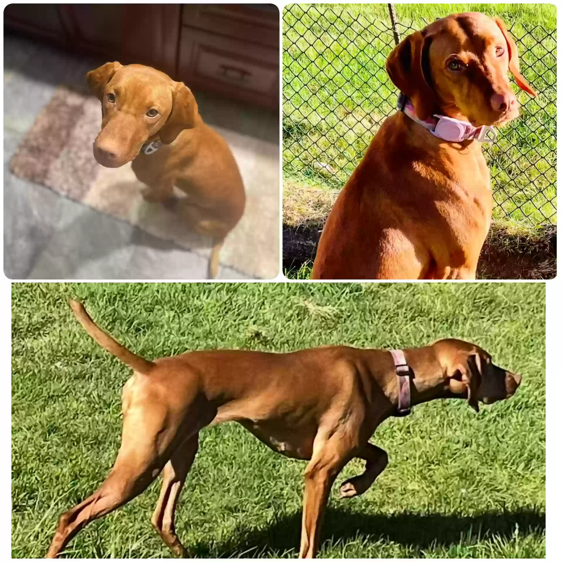 Lost dog in Everett, WA, 98208