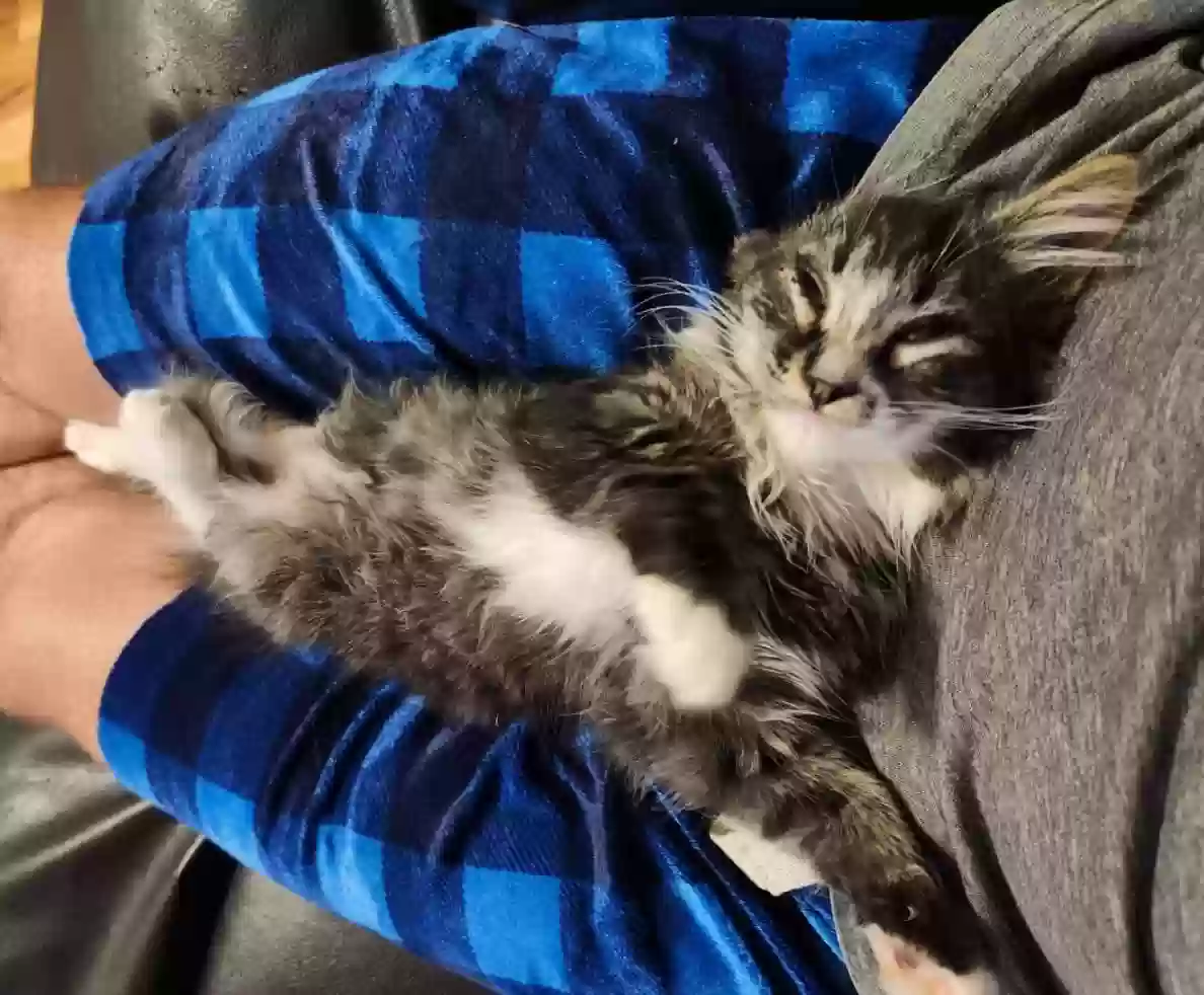 Lost cat in Jamestown, CA, 95327