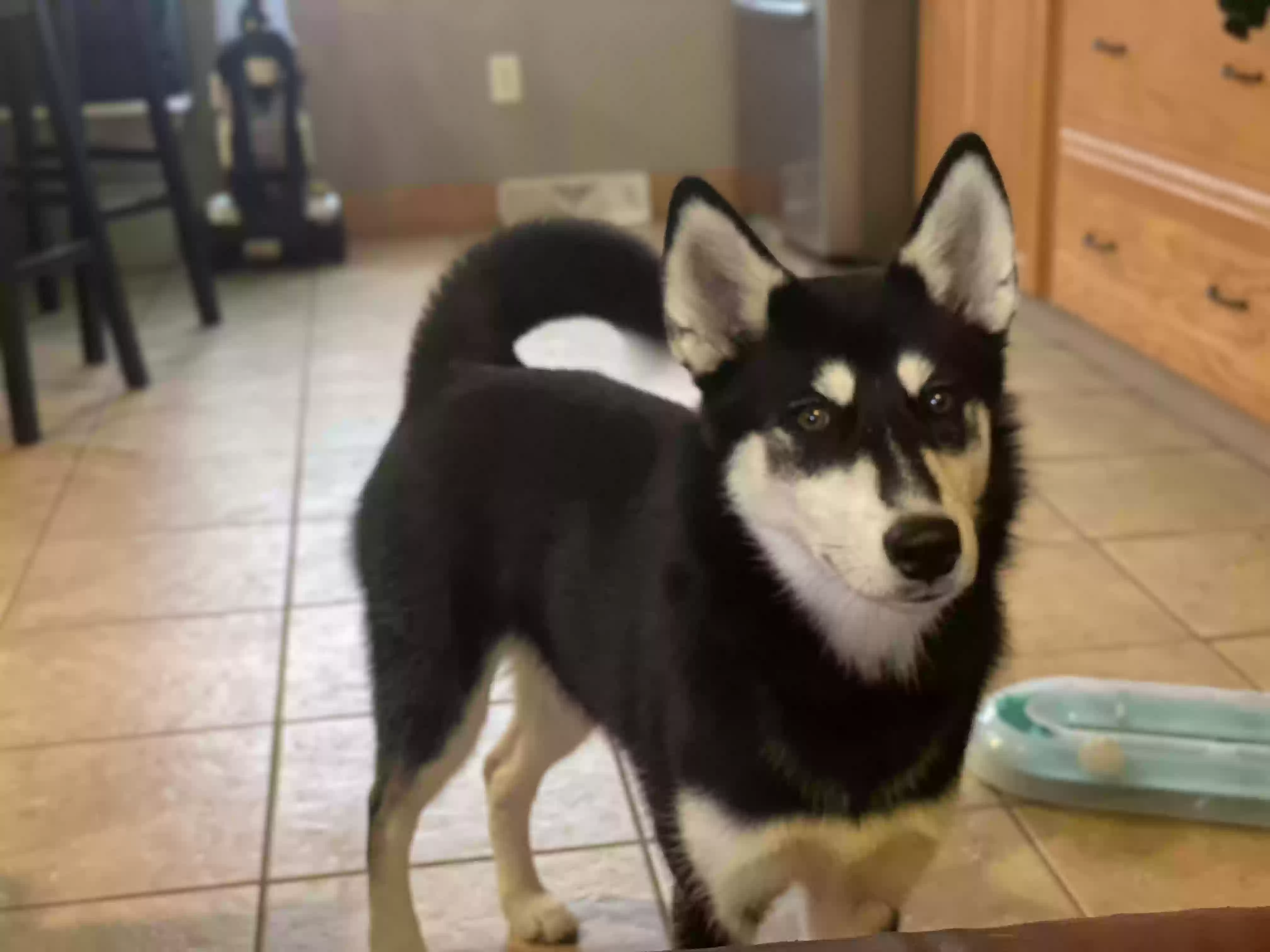 Lost dog in Columbus, OH, 43229