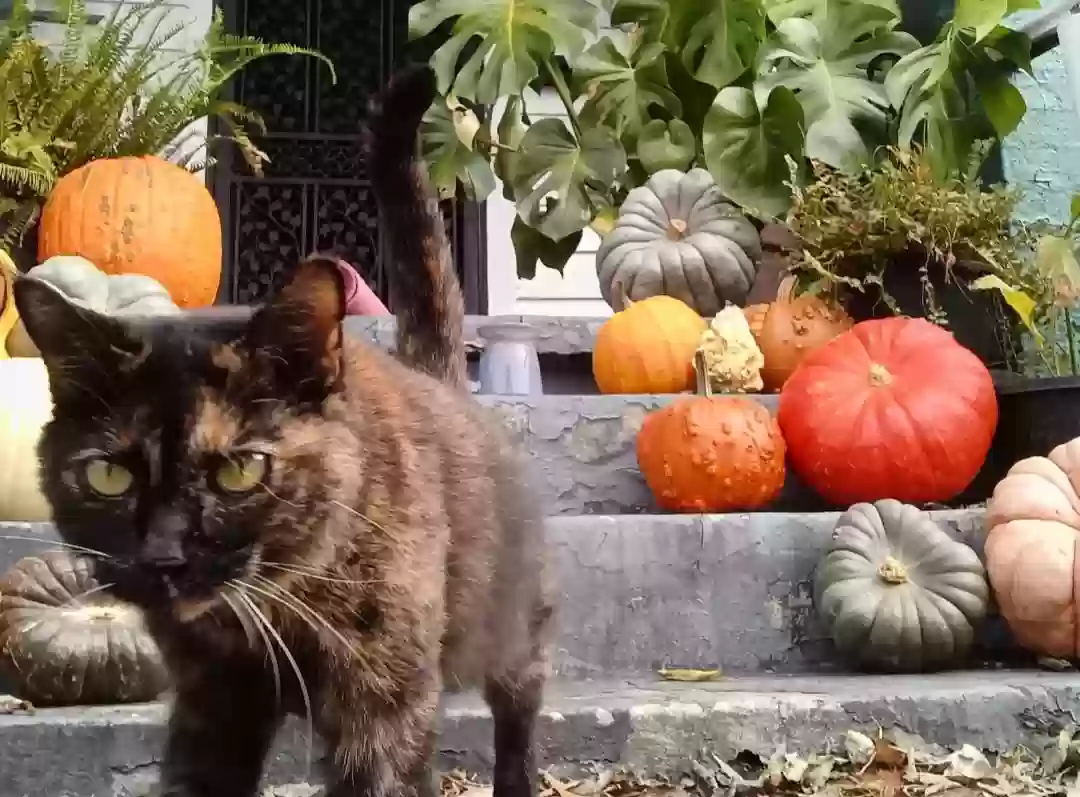 Lost cat in Chattanooga, TN, 37405