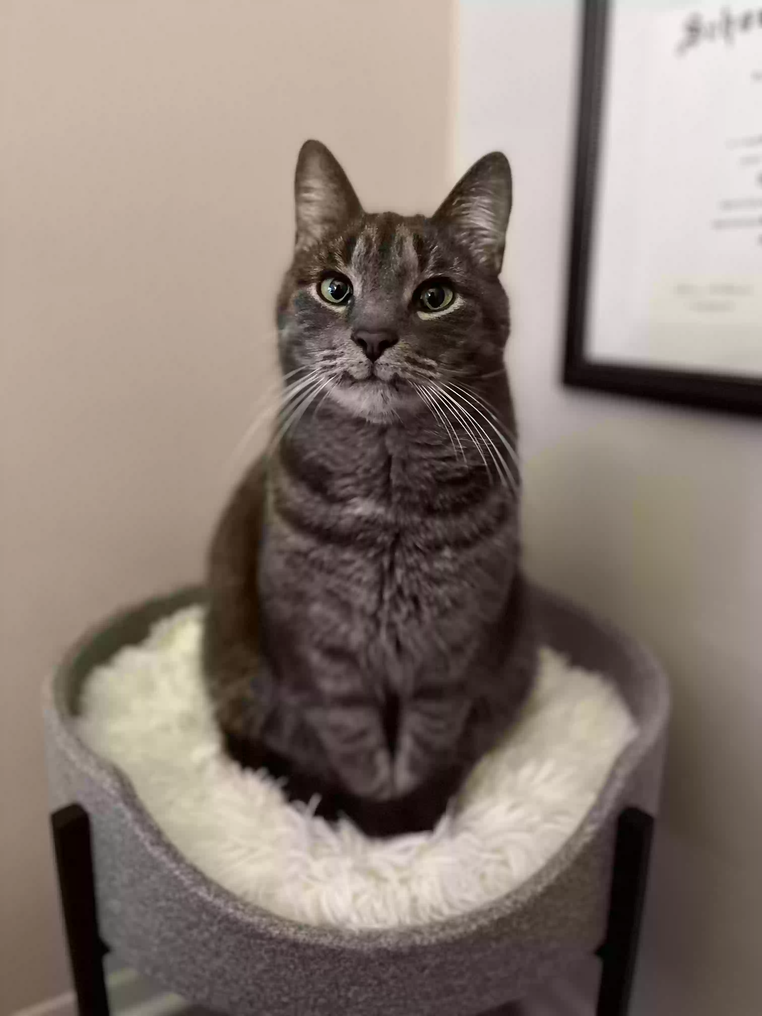 Lost cat in Ann Arbor, MI, 48105