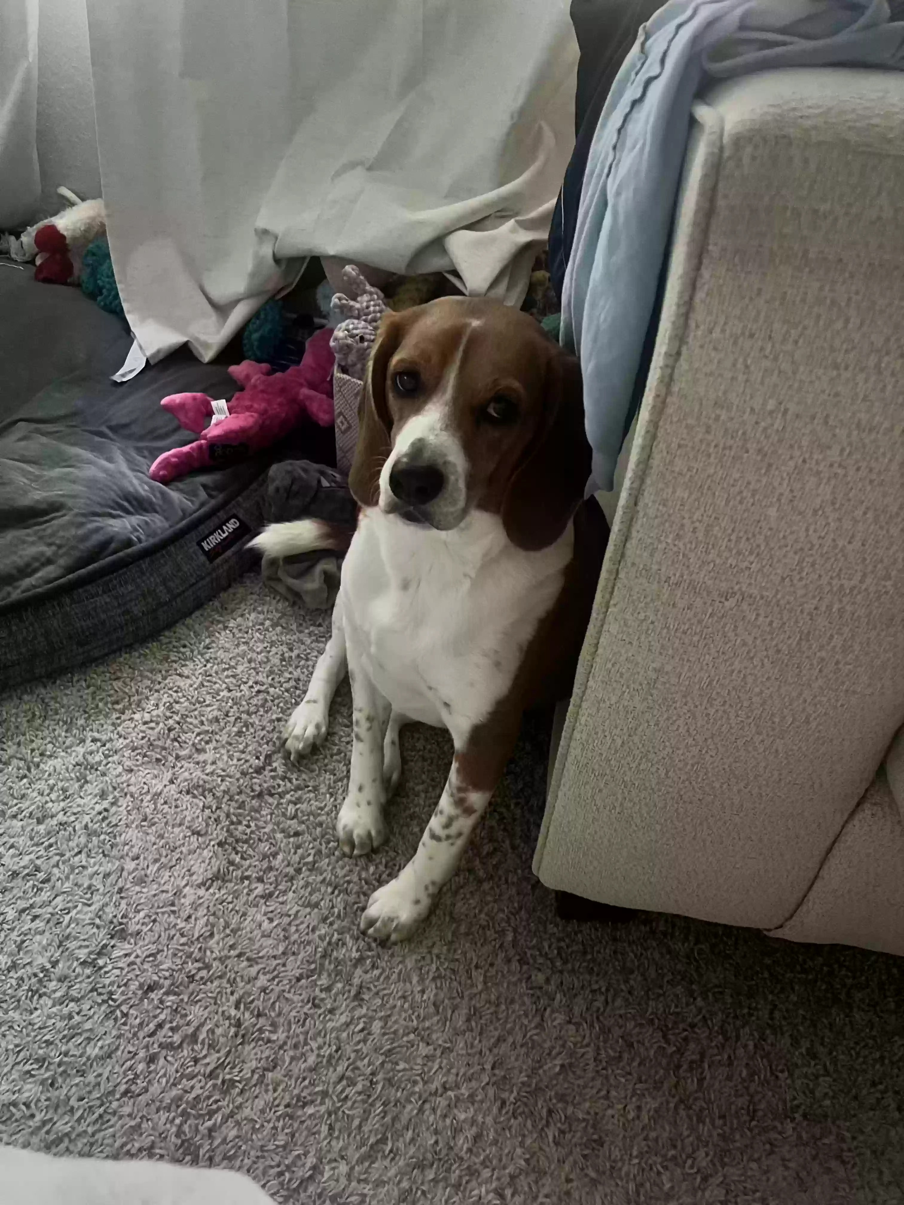 Lost dog in Leander, TX, 78641