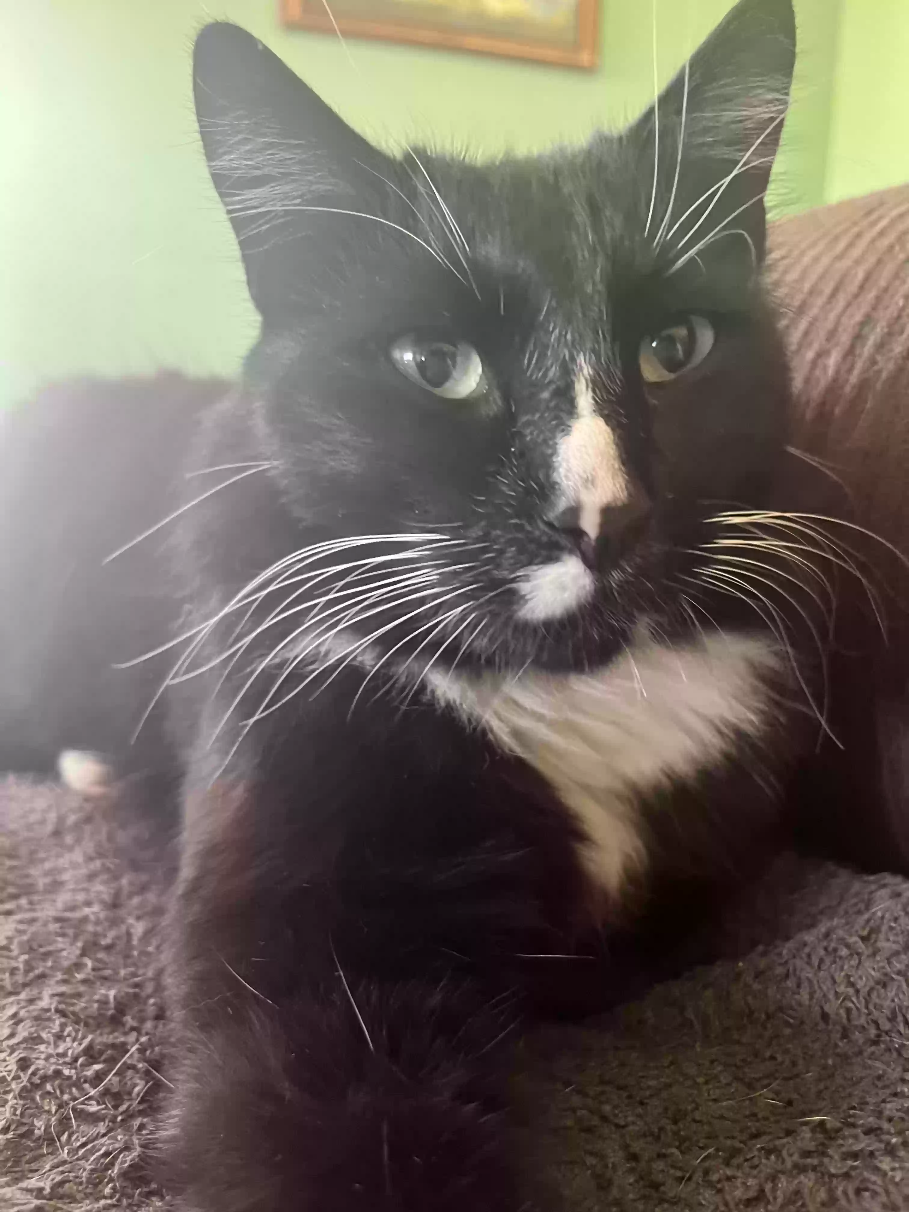 Lost cat in Dana Point, CA, 92629