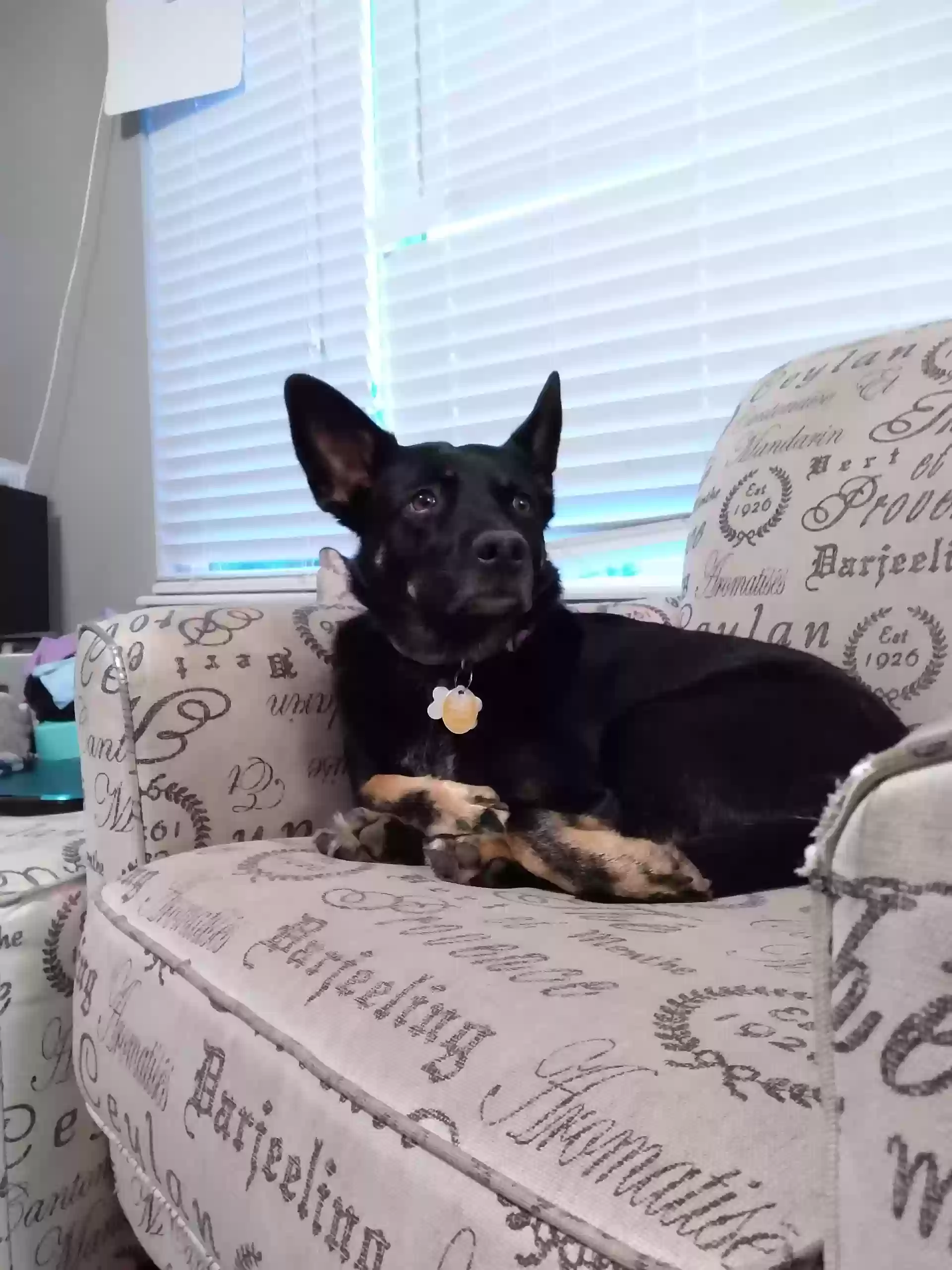Lost dog in Broomfield, CO, 80021