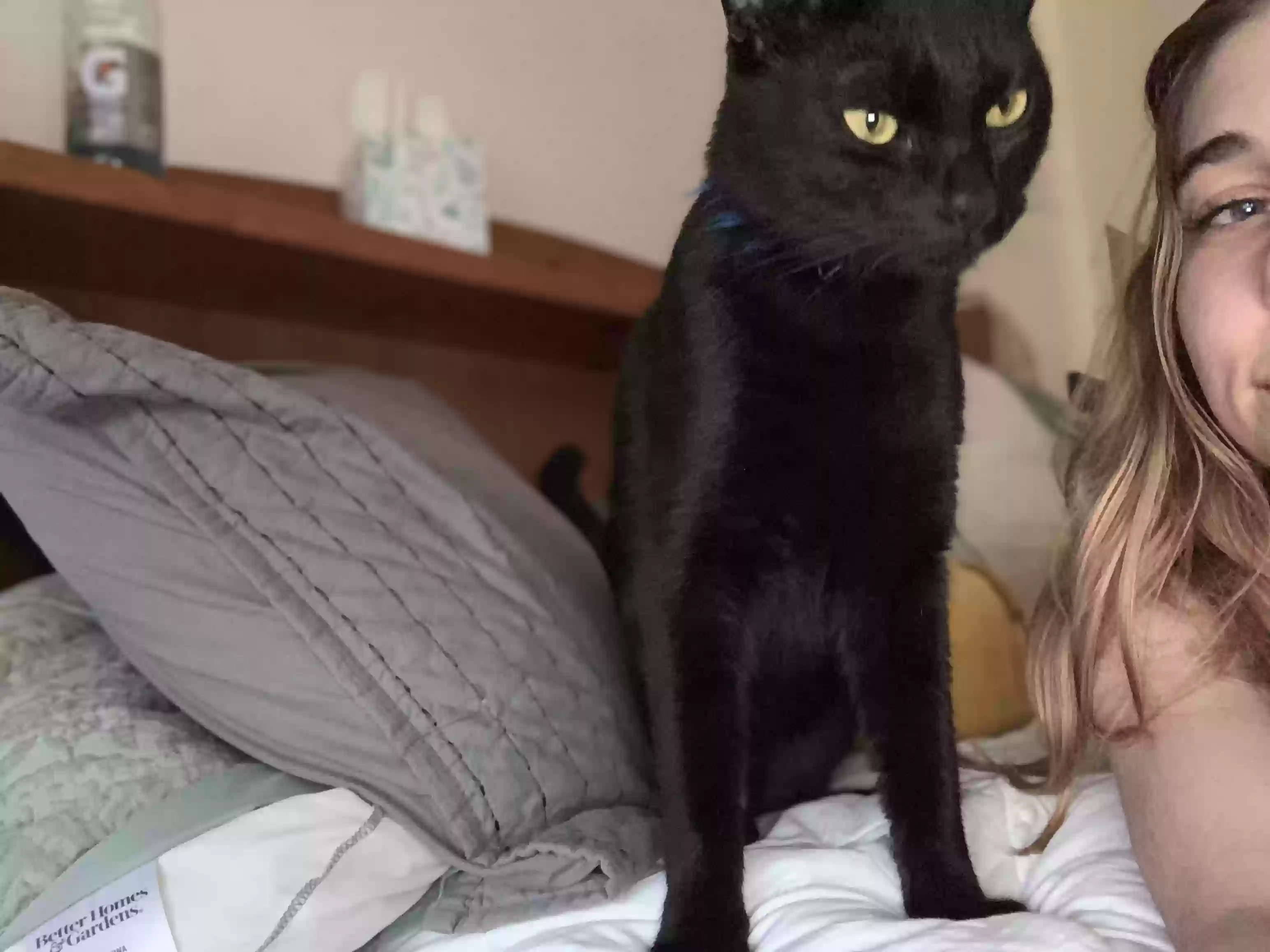 Lost cat in Beaverton, OR, 97005