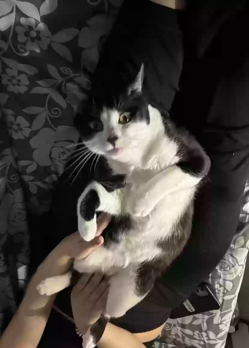 Lost cat in Roosevelt, NY, 11575