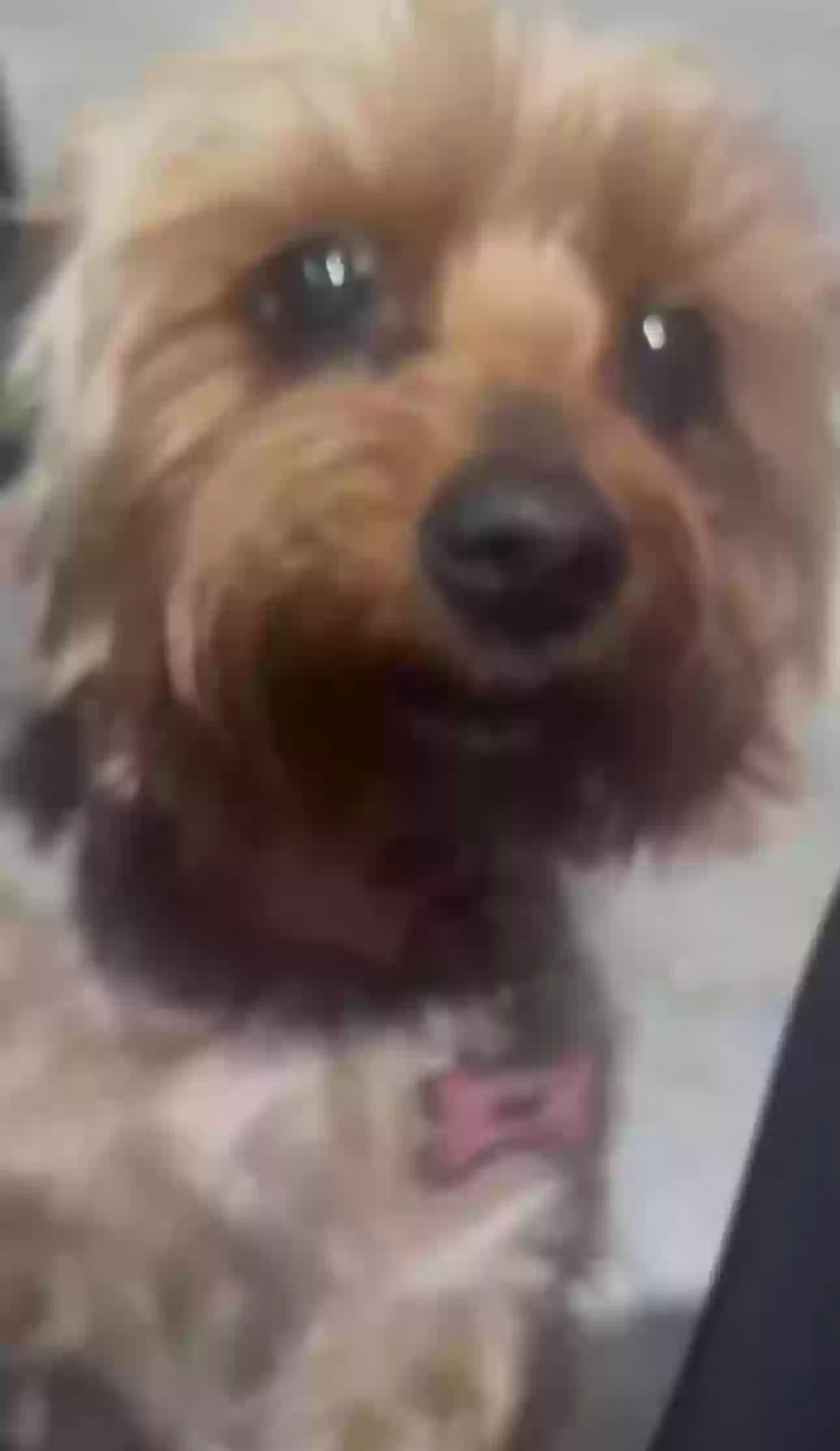 Lost dog in Paterson, NJ, 7522