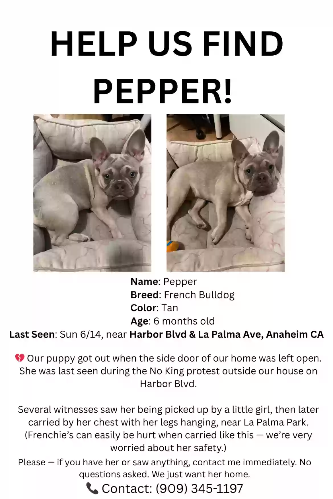 Lost dog in Anaheim, CA, 92805