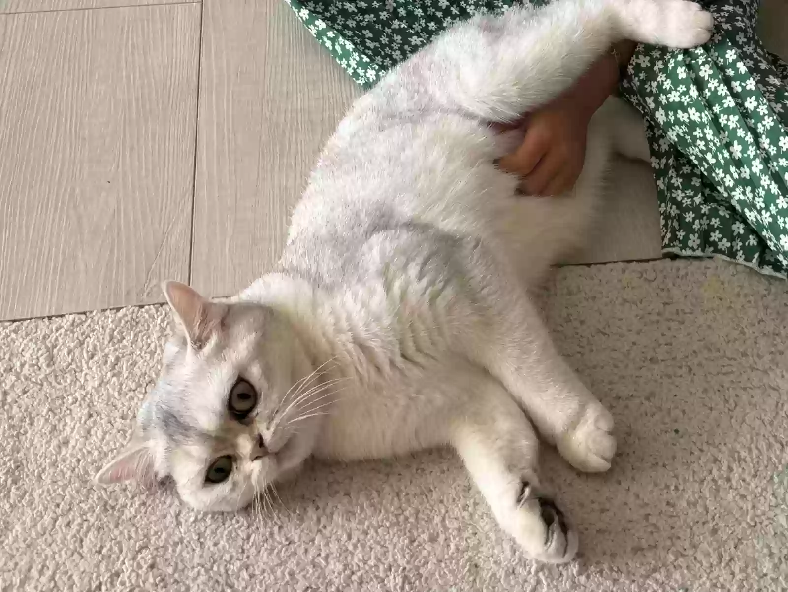Lost cat in Jacksonville, FL, 32216