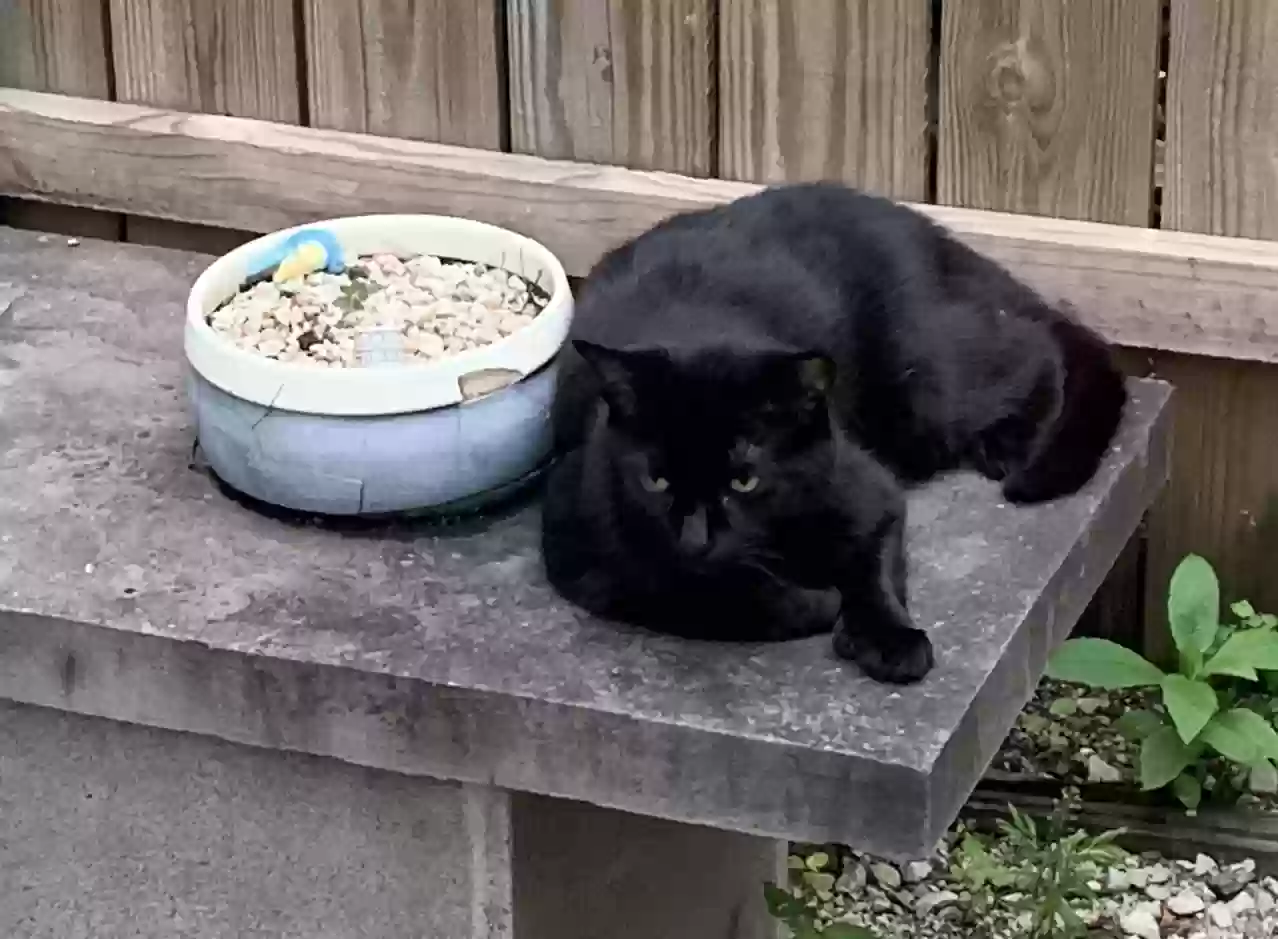 Lost cat in Columbus, OH, 43209
