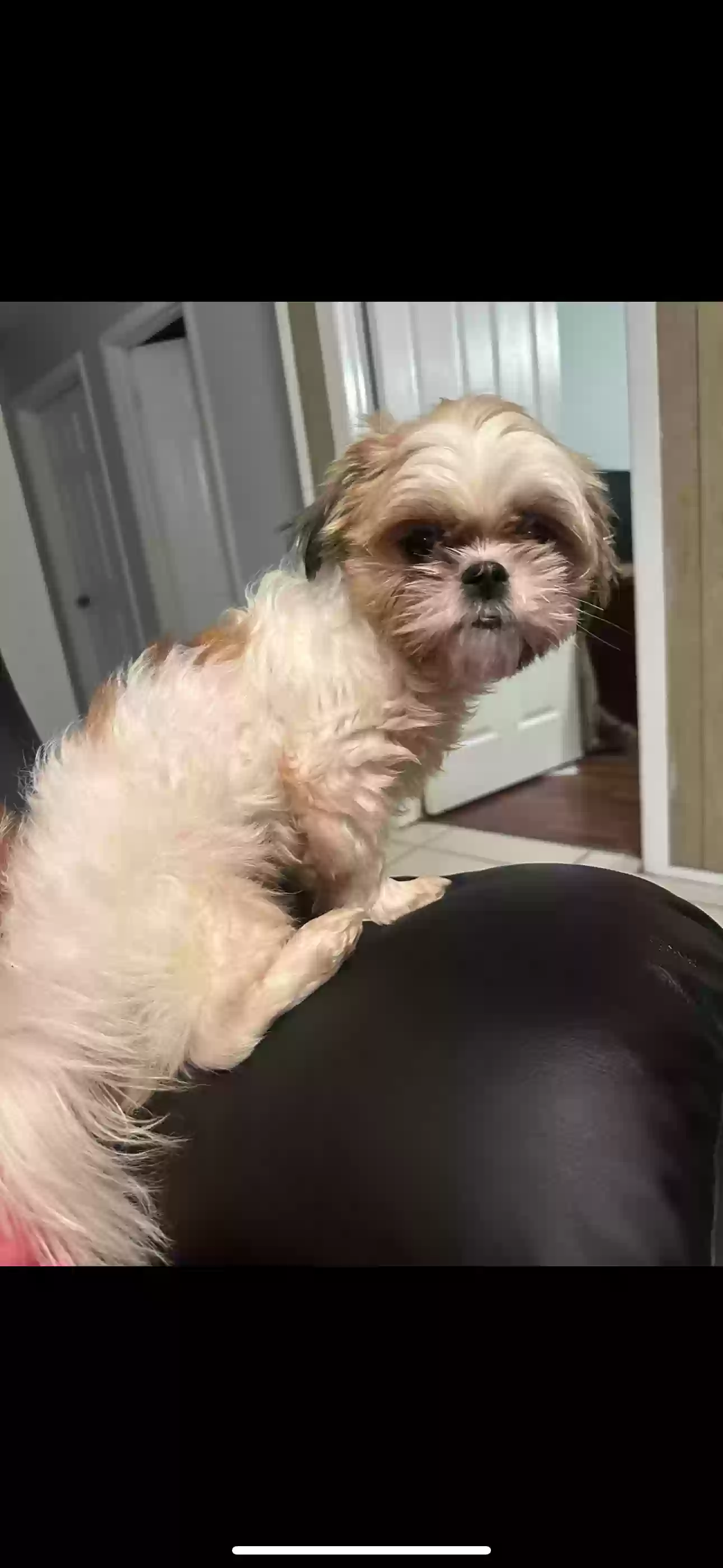 Lost dog in Gainesville, FL, 32605