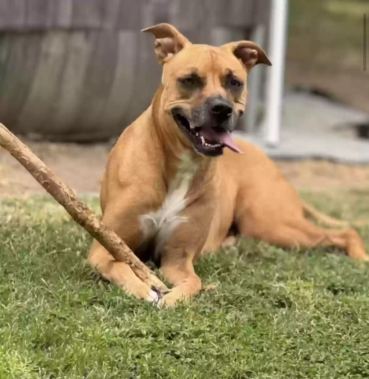 Lost dog in Visalia, CA, 93292