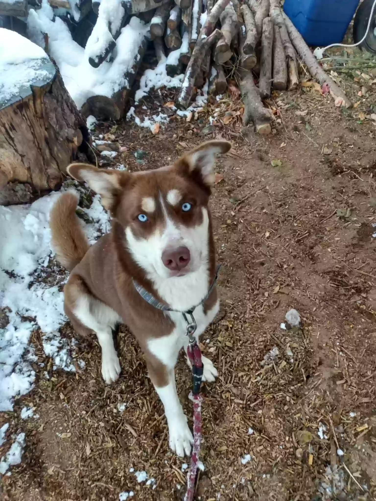 Lost dog in Colorado Springs, CO, 80909
