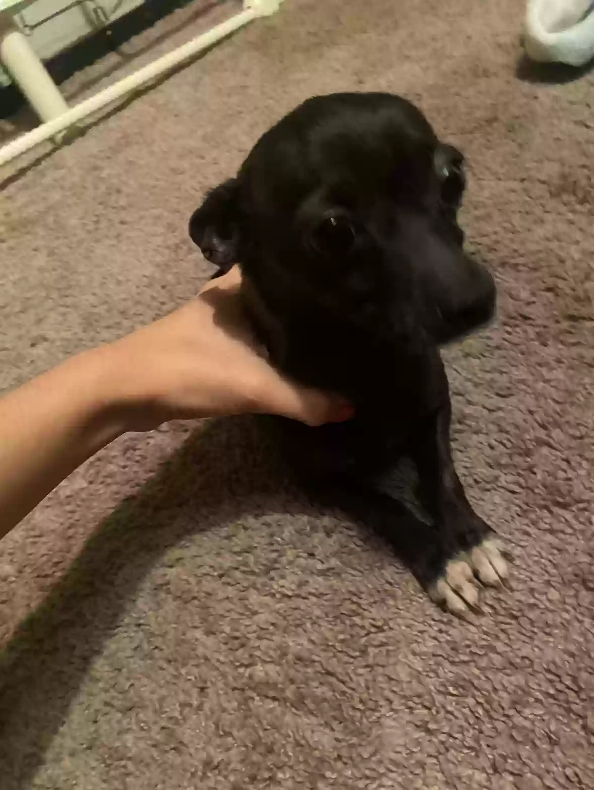 Lost dog in Irving, TX, 75062