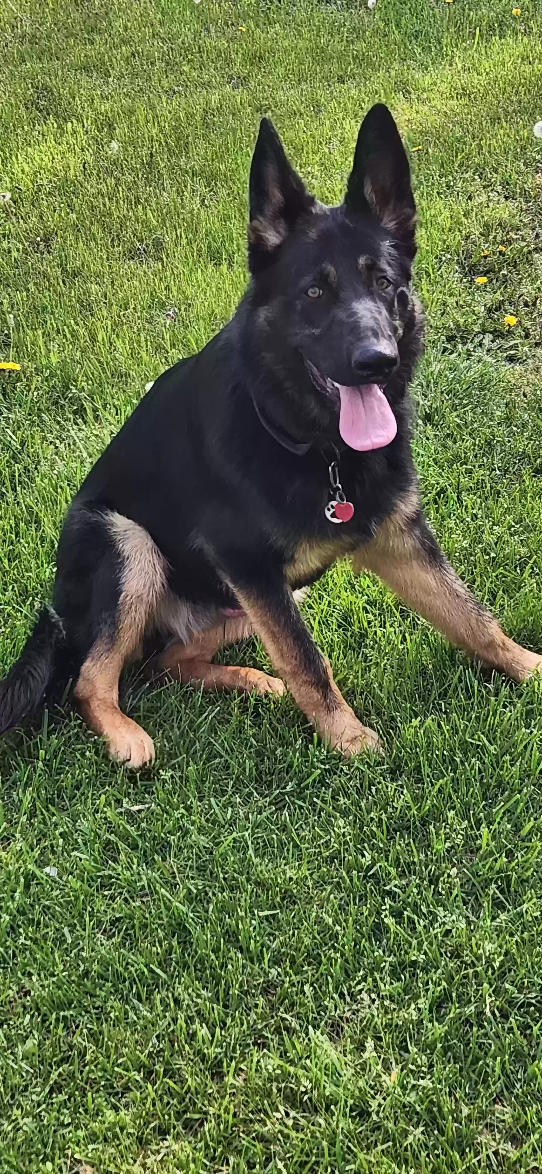 Lost dog in Grand Rapids, MI, 49534