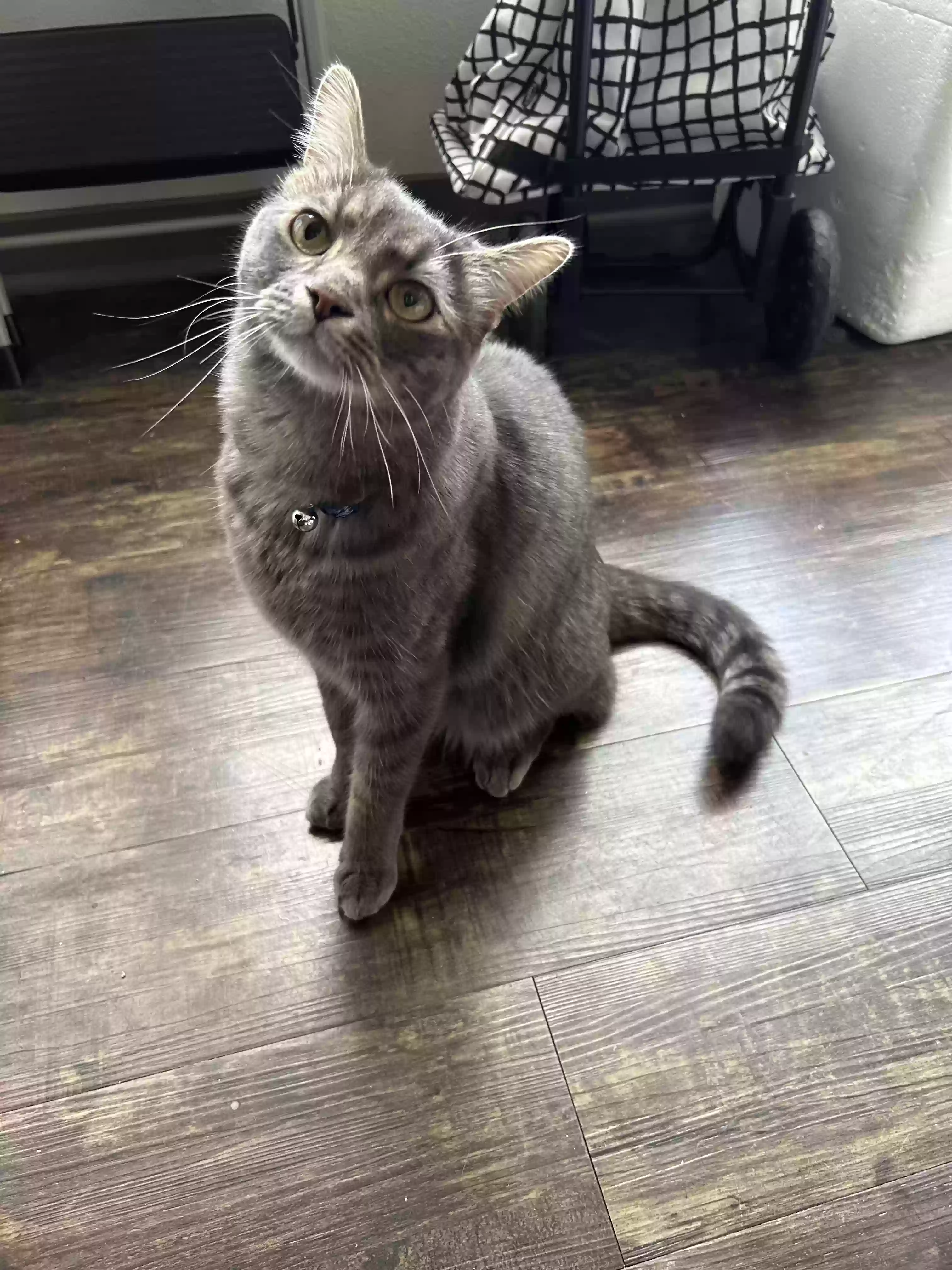 Lost cat in Amarillo, TX, 79103