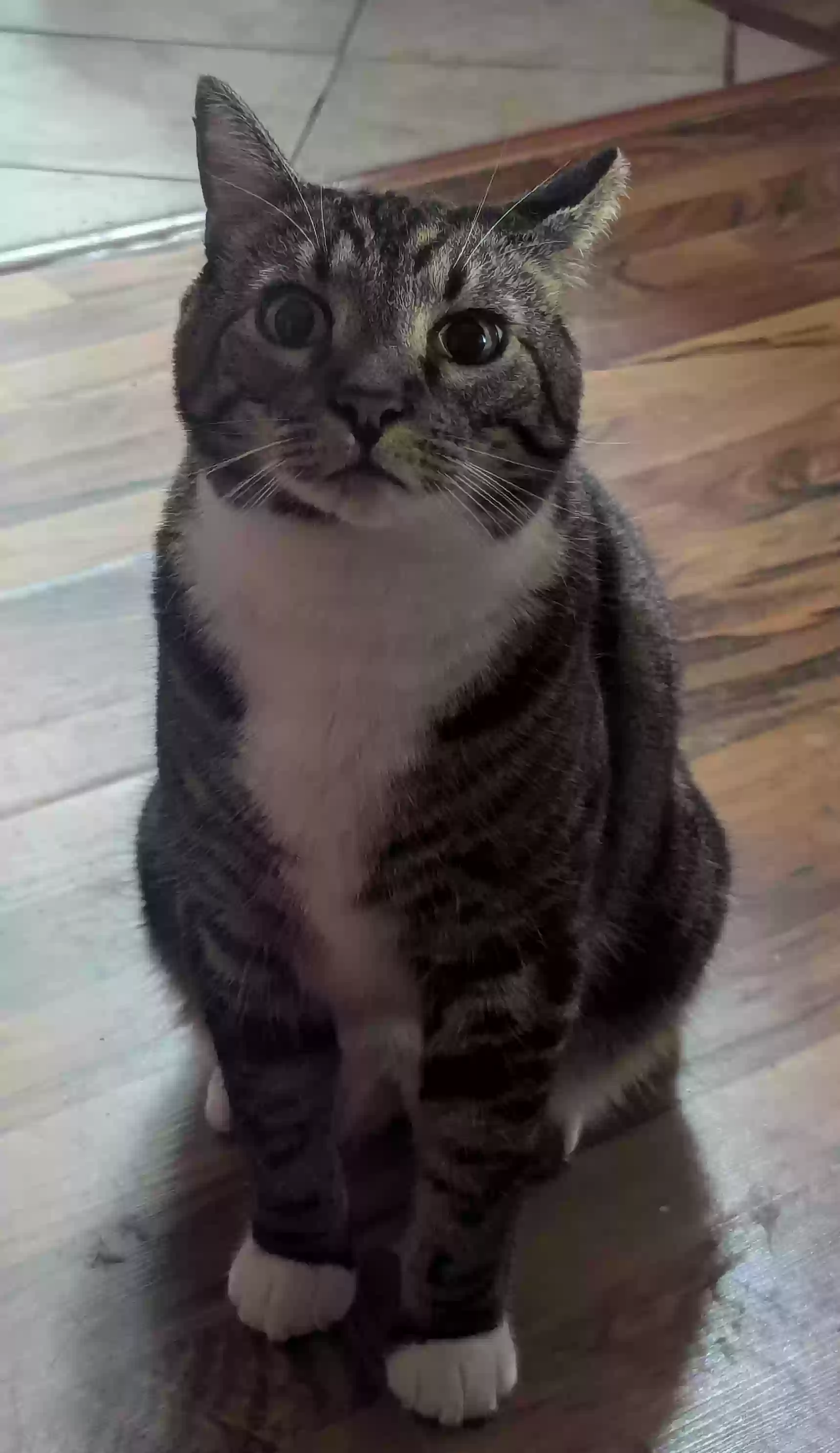 Lost cat in Stockton, CA, 95207