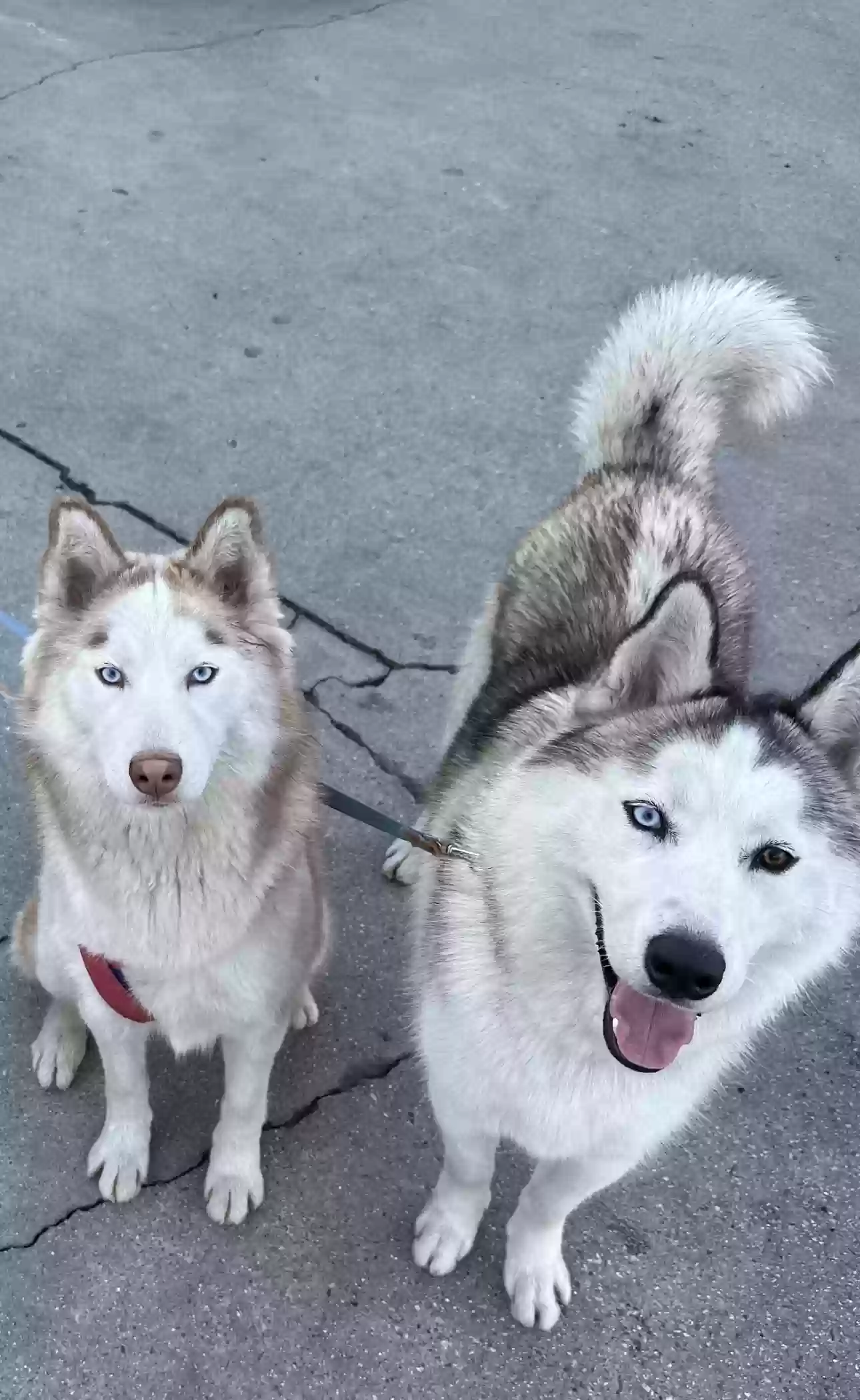 Lost dog in South El Monte, CA, 91733