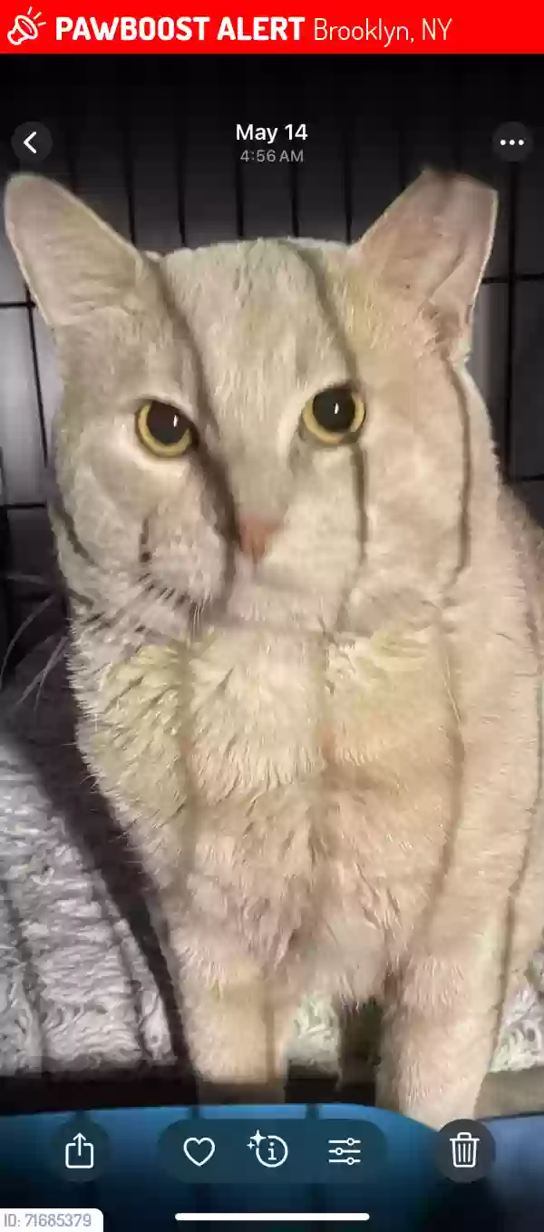 Lost cat in Brooklyn, NY, 11220