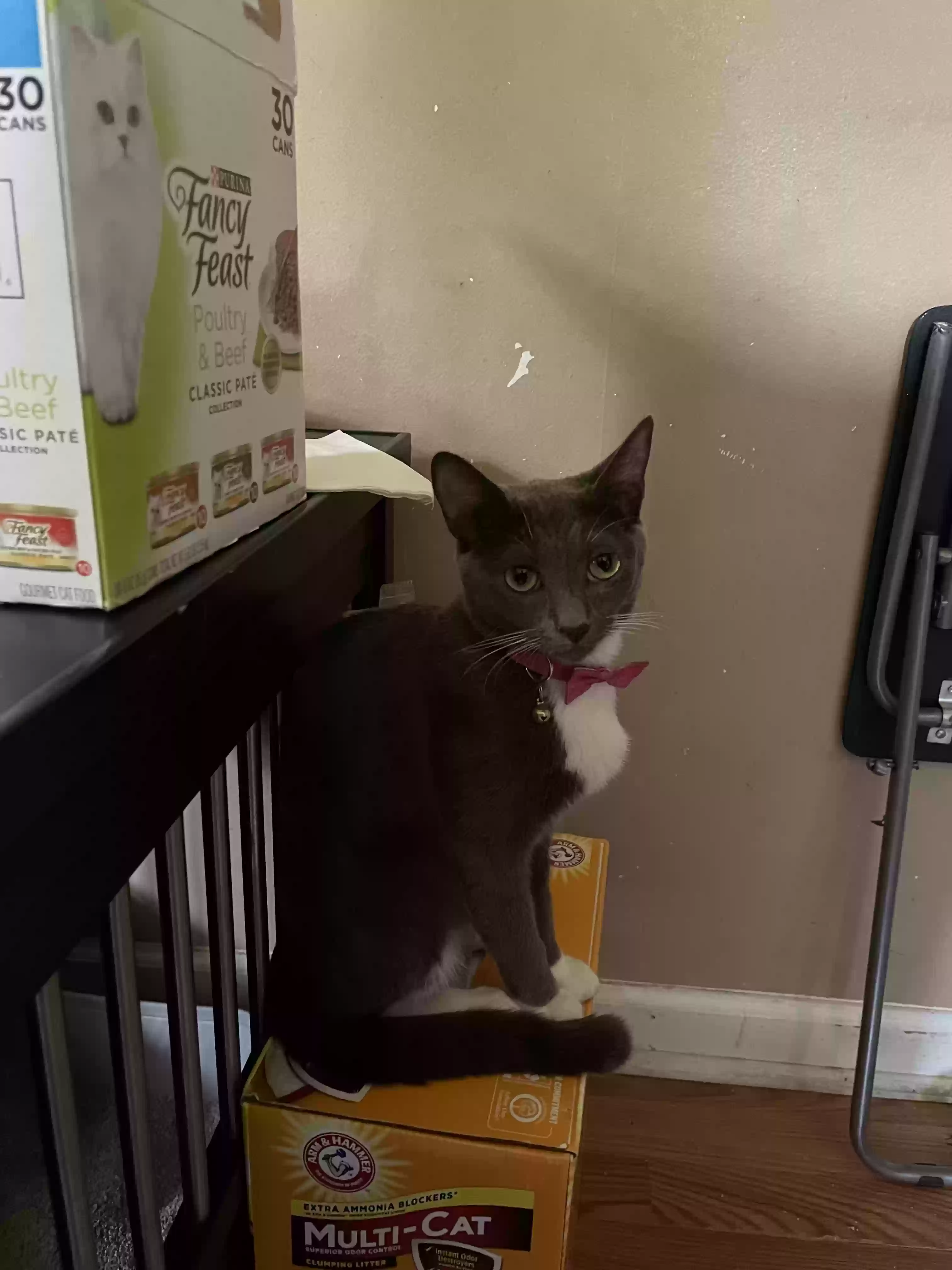 Lost cat in Morrow, GA, 30260