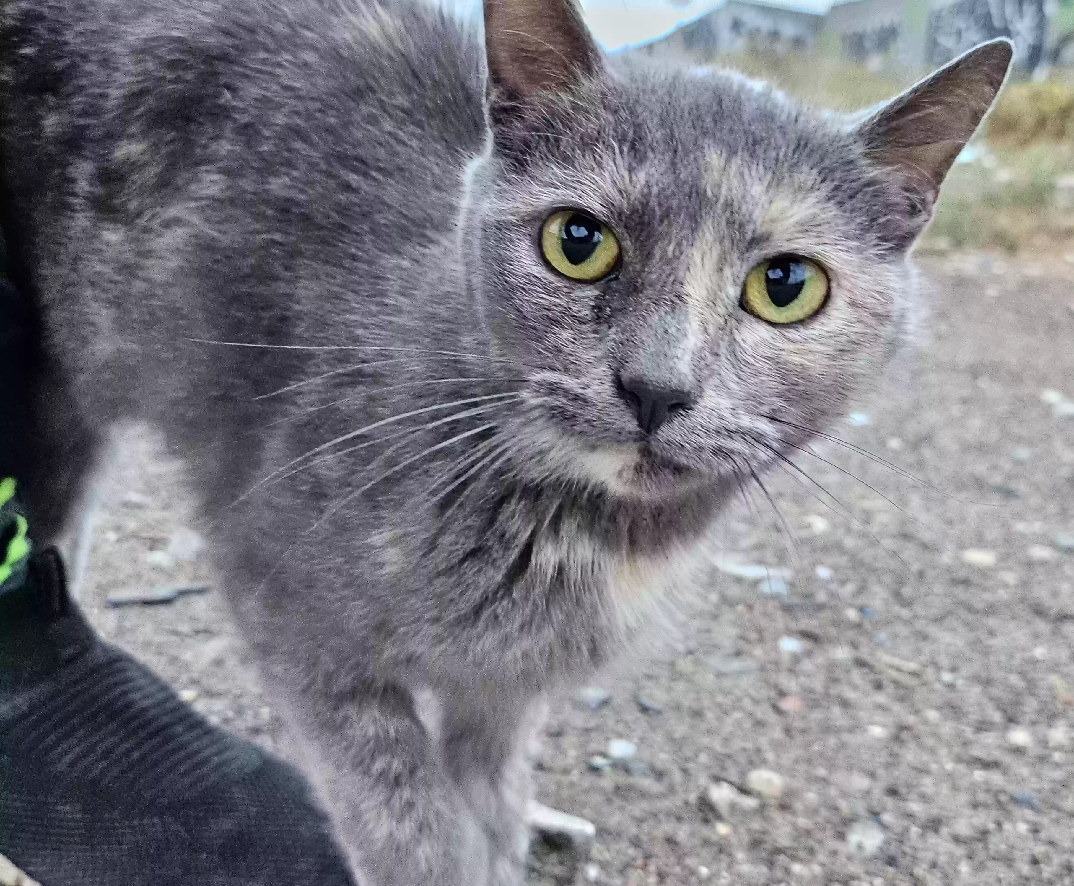 Lost cat in Chula Vista, CA, 91911