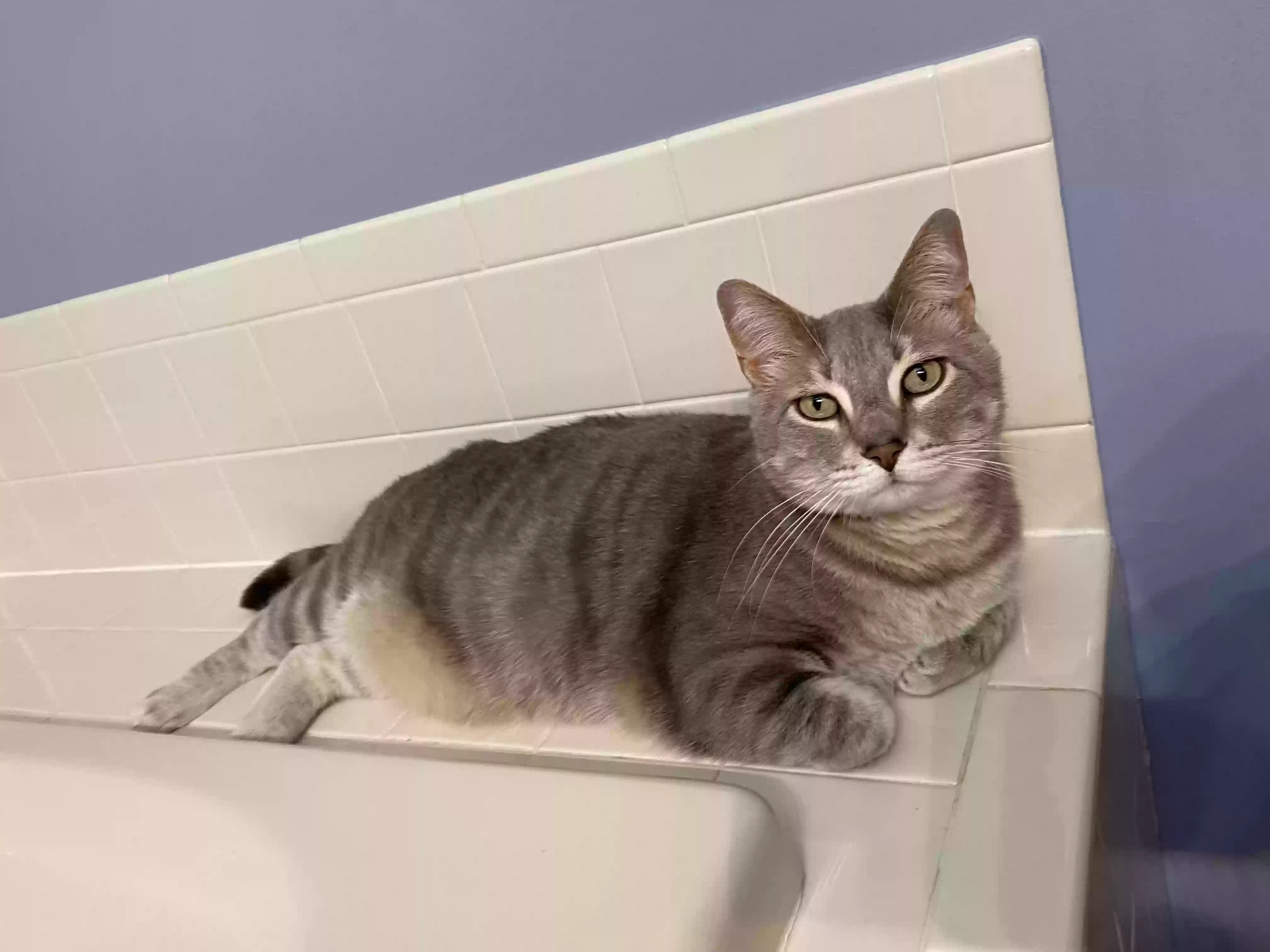 Lost cat in Loveland, OH, 45140