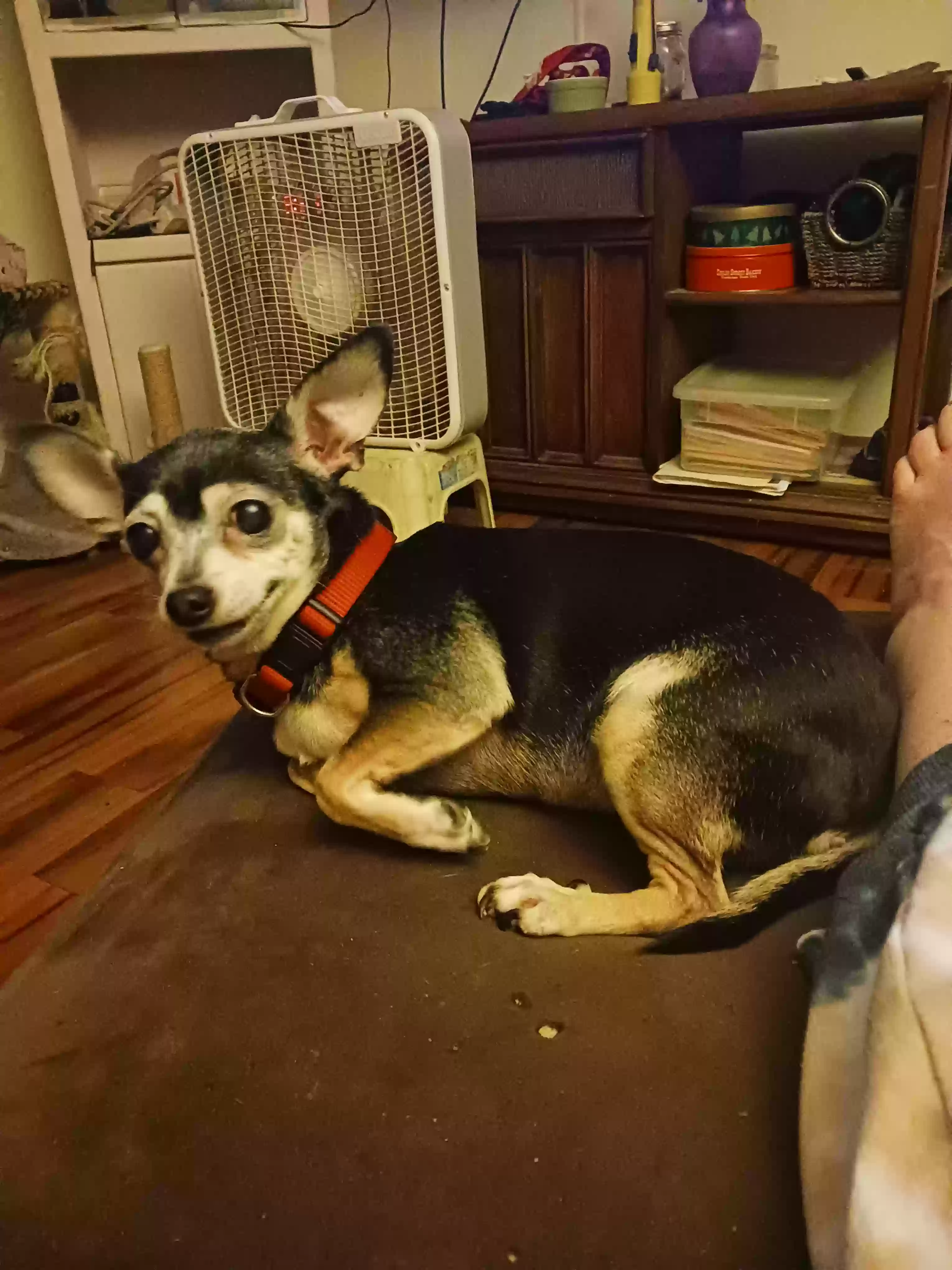Lost dog in Daytona Beach, FL, 32117