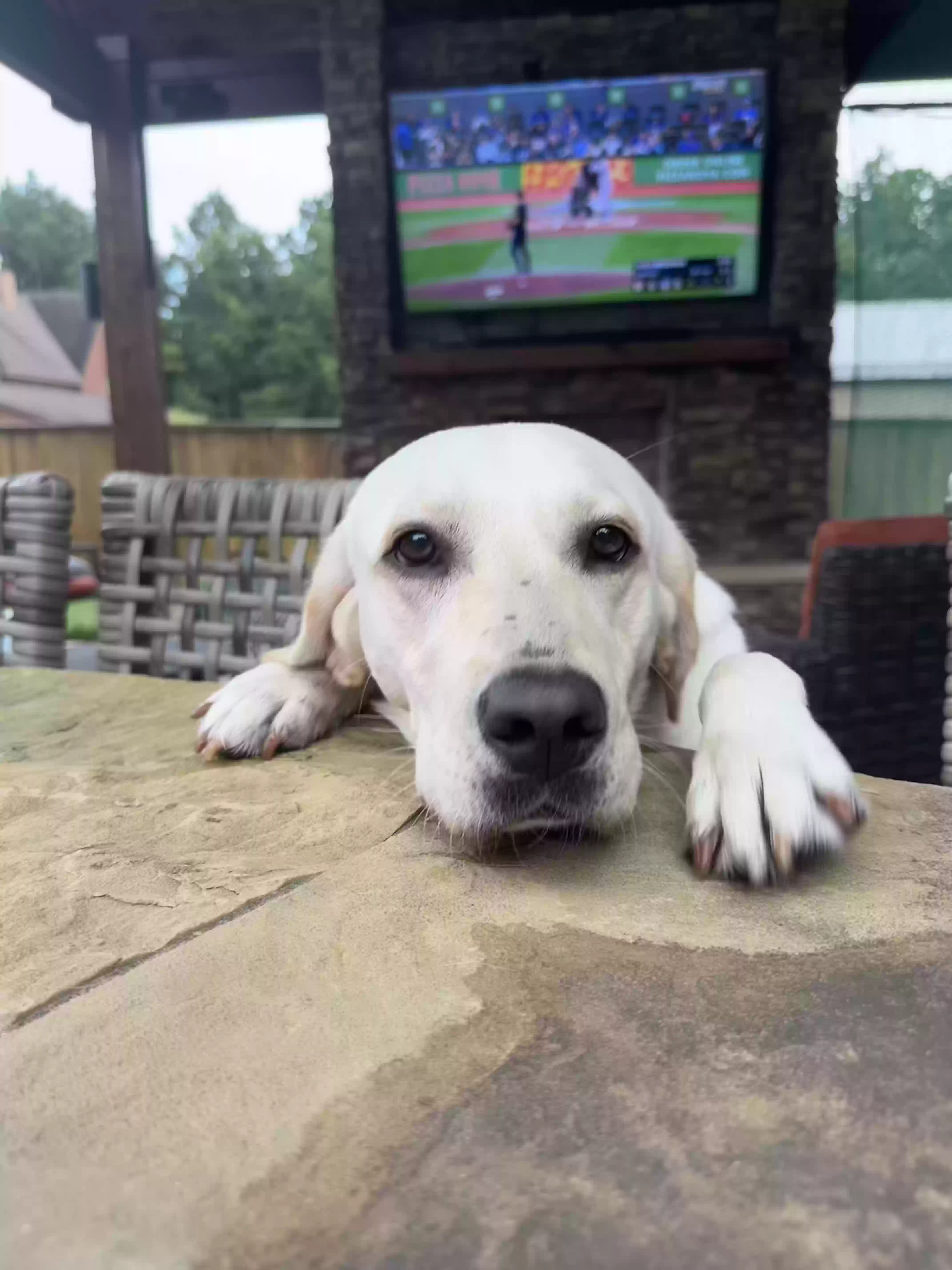 Lost dog in Montgomery, TX, 77316