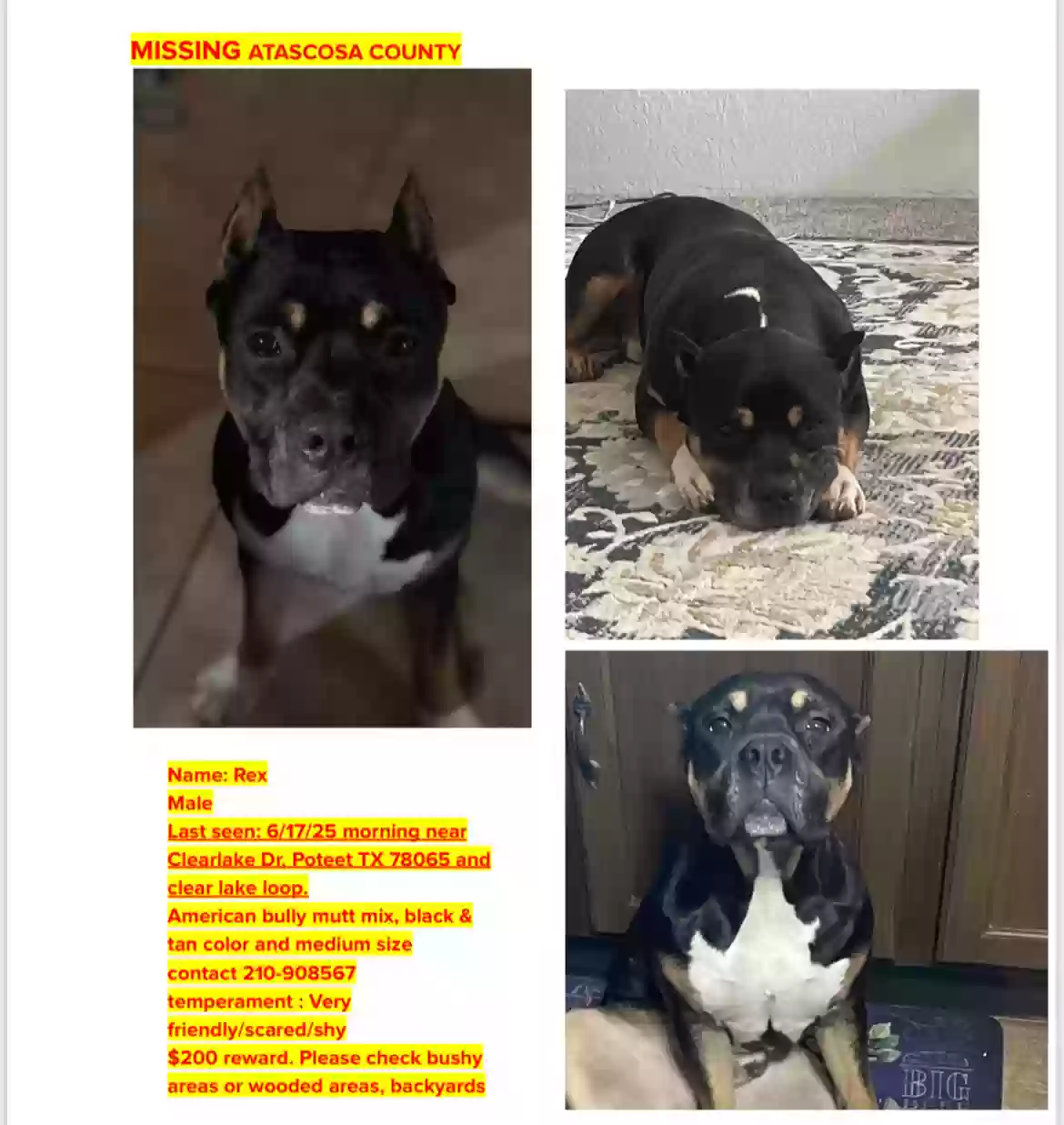 Lost dog in Poteet, TX, 78065