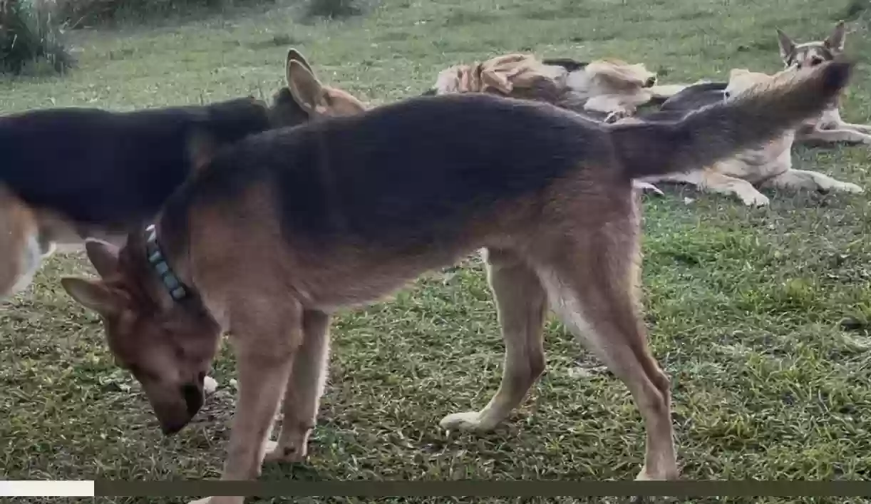 Lost dog in Greenville, SC, 29611