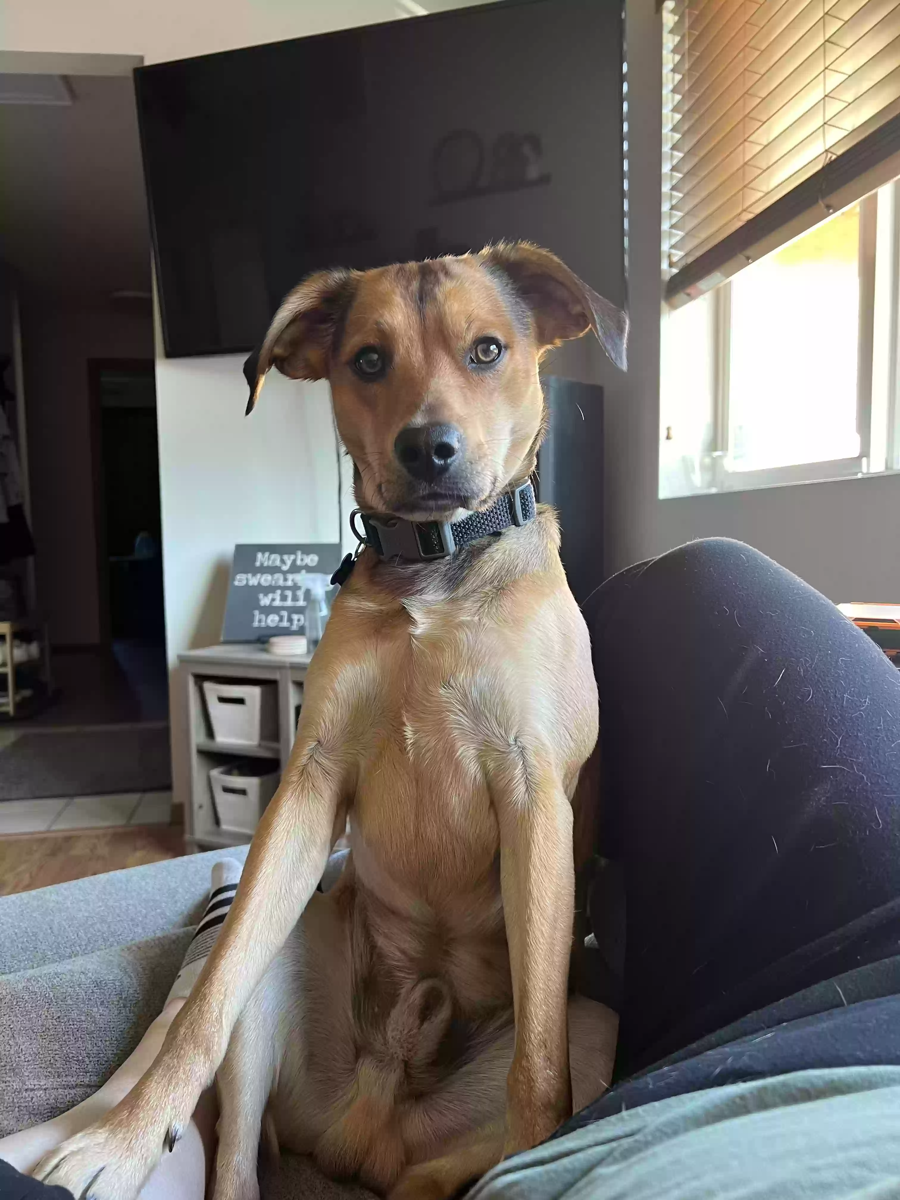 Lost dog in Puyallup, WA, 98373