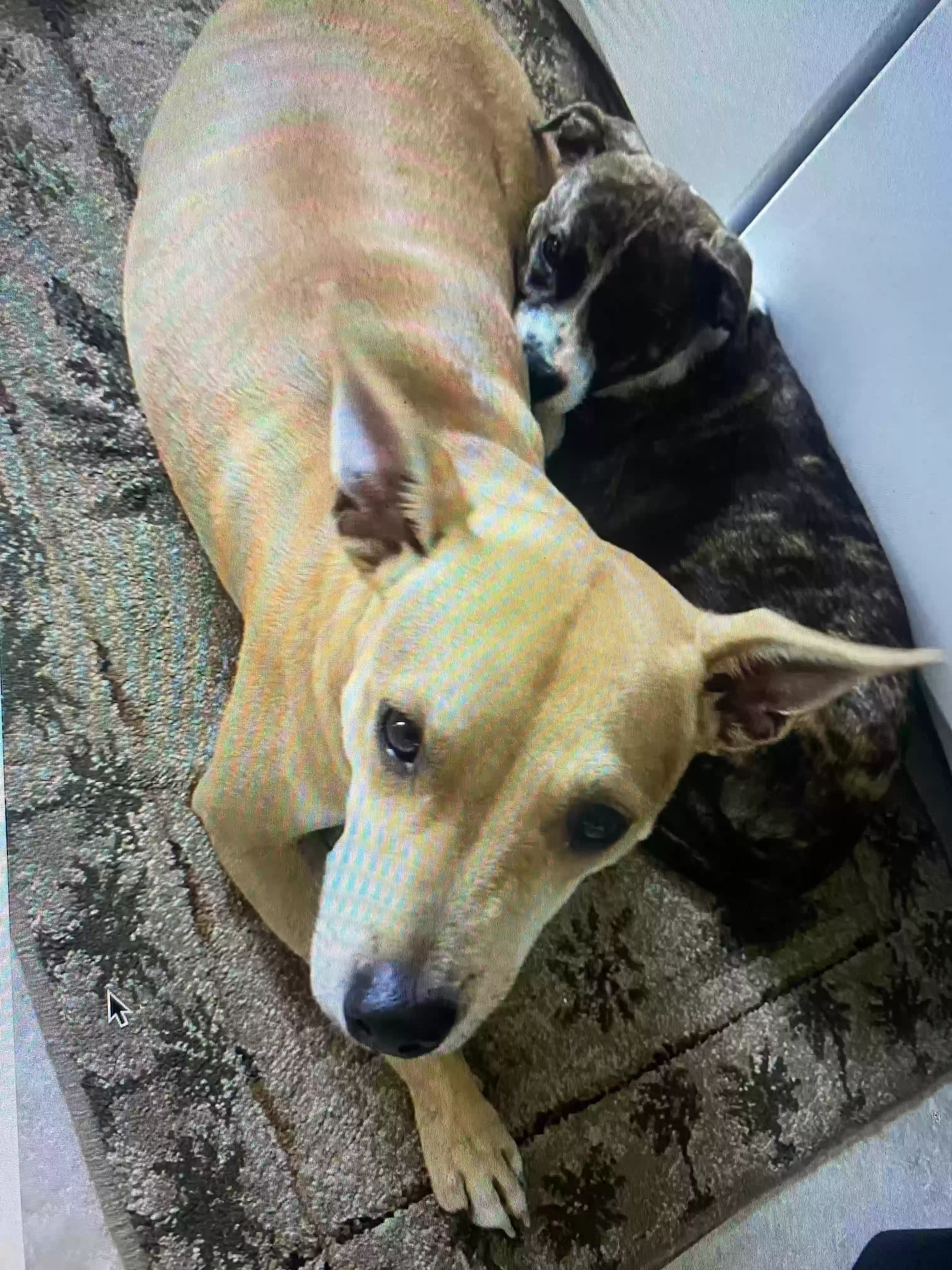 Lost dog in Palm City, FL, 34990