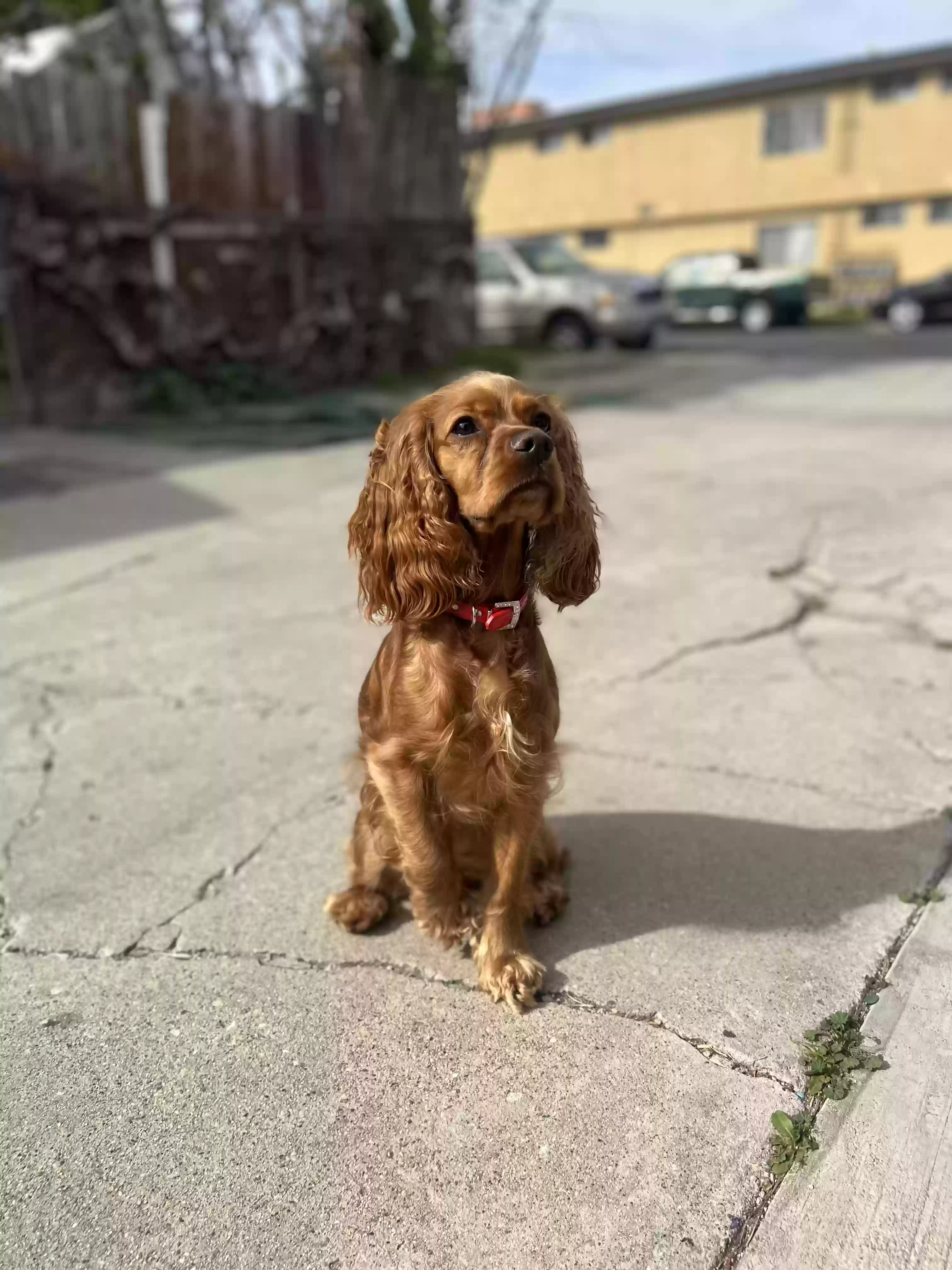 Lost dog in North Hollywood, CA, 91606