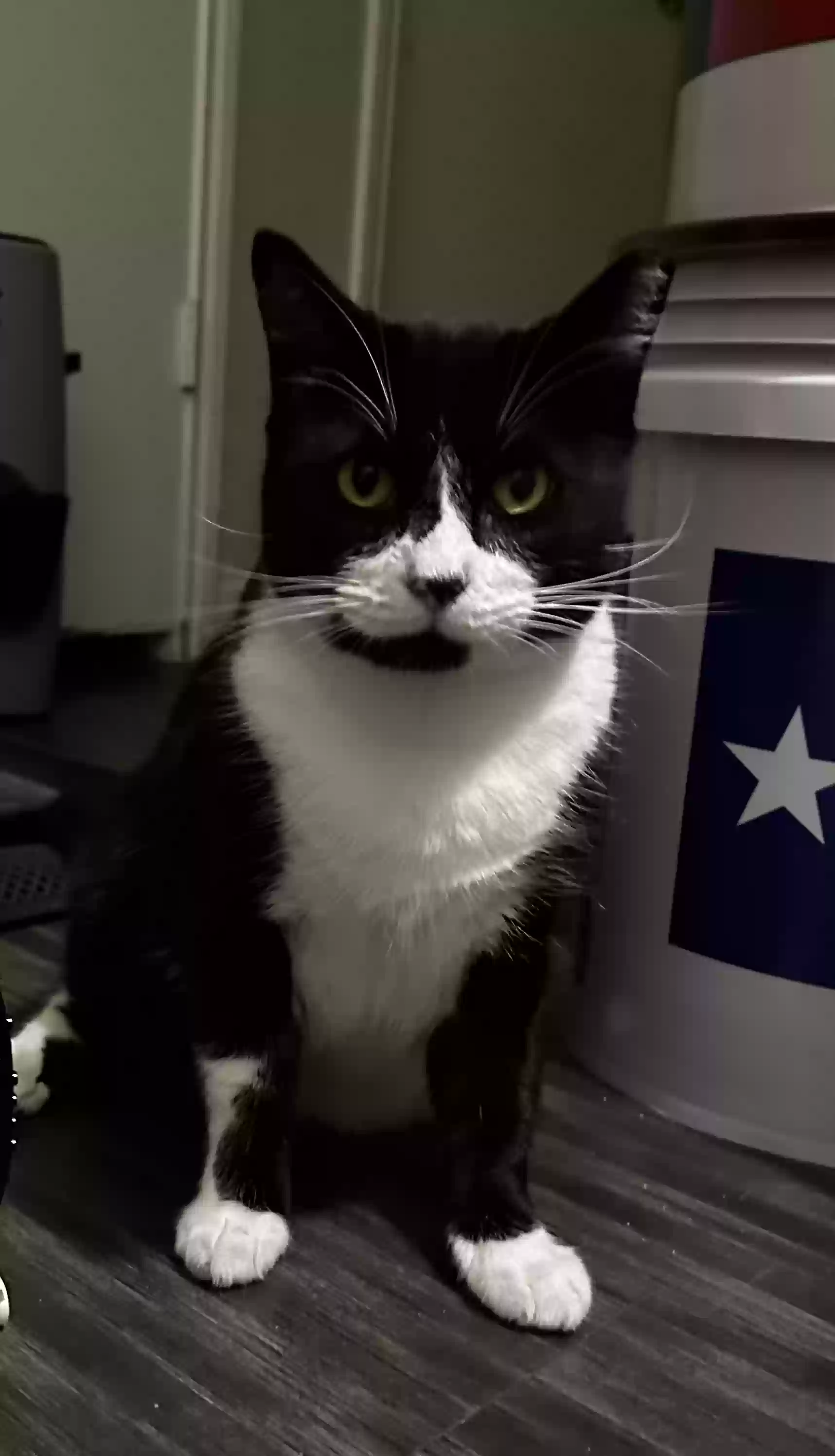 Lost cat in Houston, TX, 77082