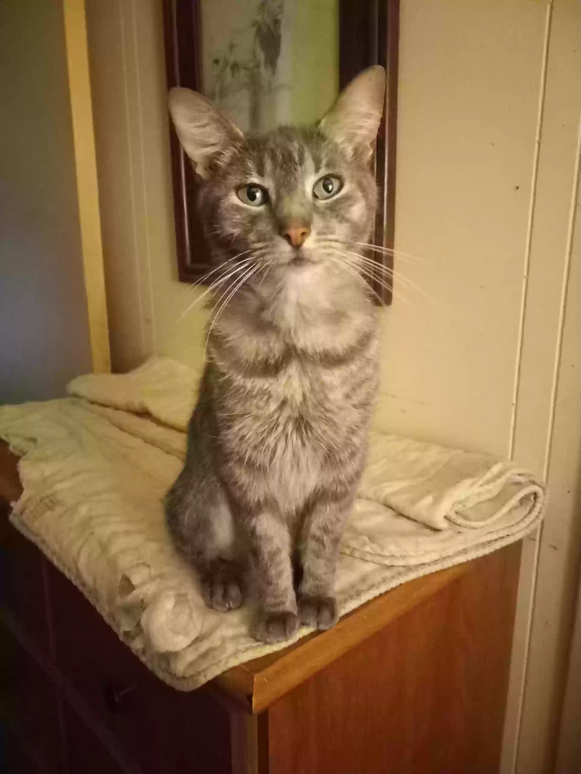 Lost cat in Harrisburg, PA, 17111