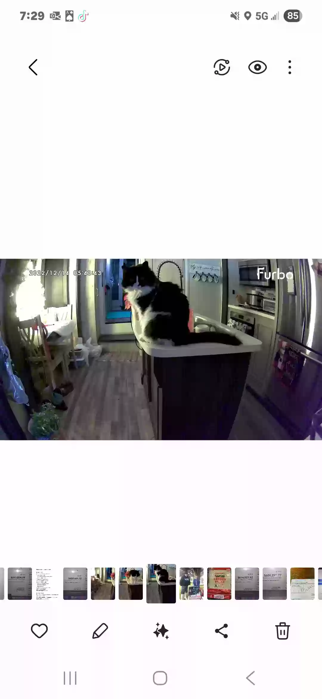 Lost cat in Dixon, CA, 95620
