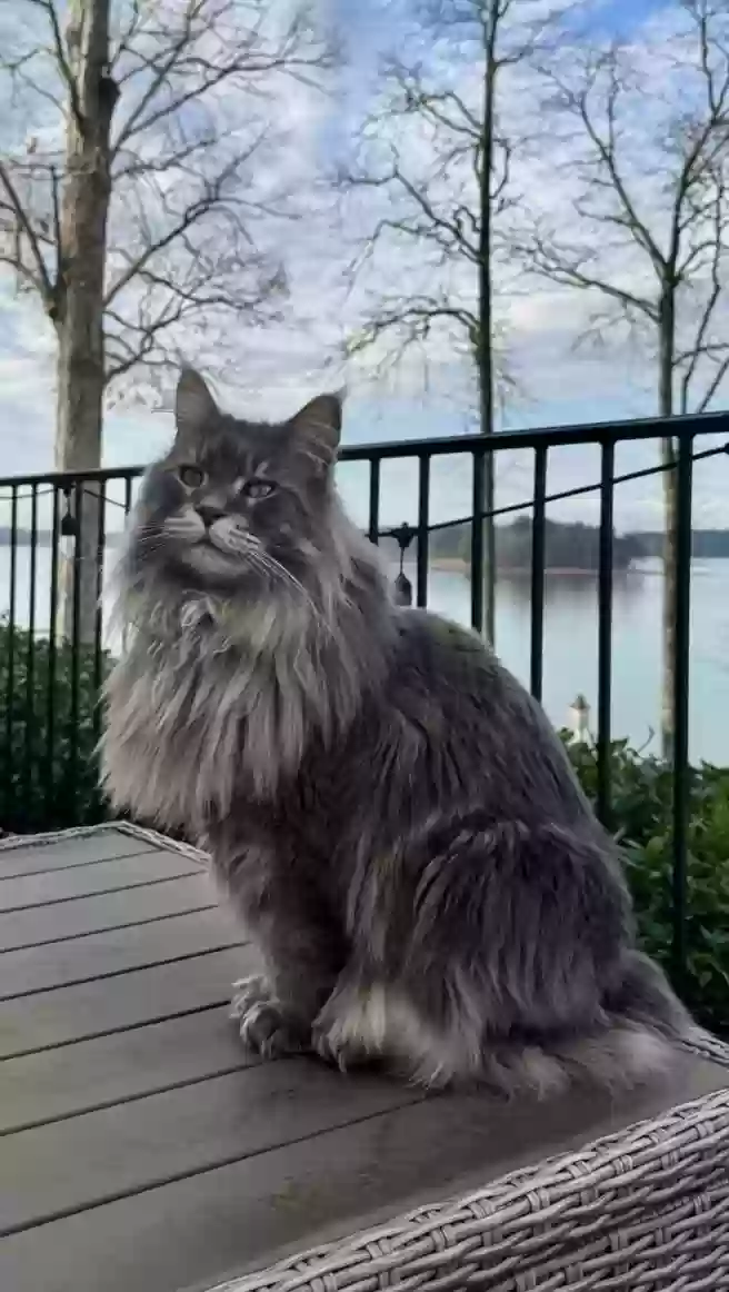 Lost cat in Mooresville, NC, 28117