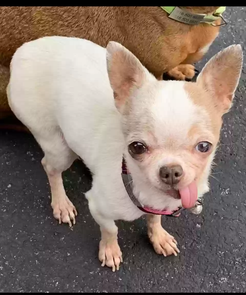 Lost dog in Syracuse, NY, 13203