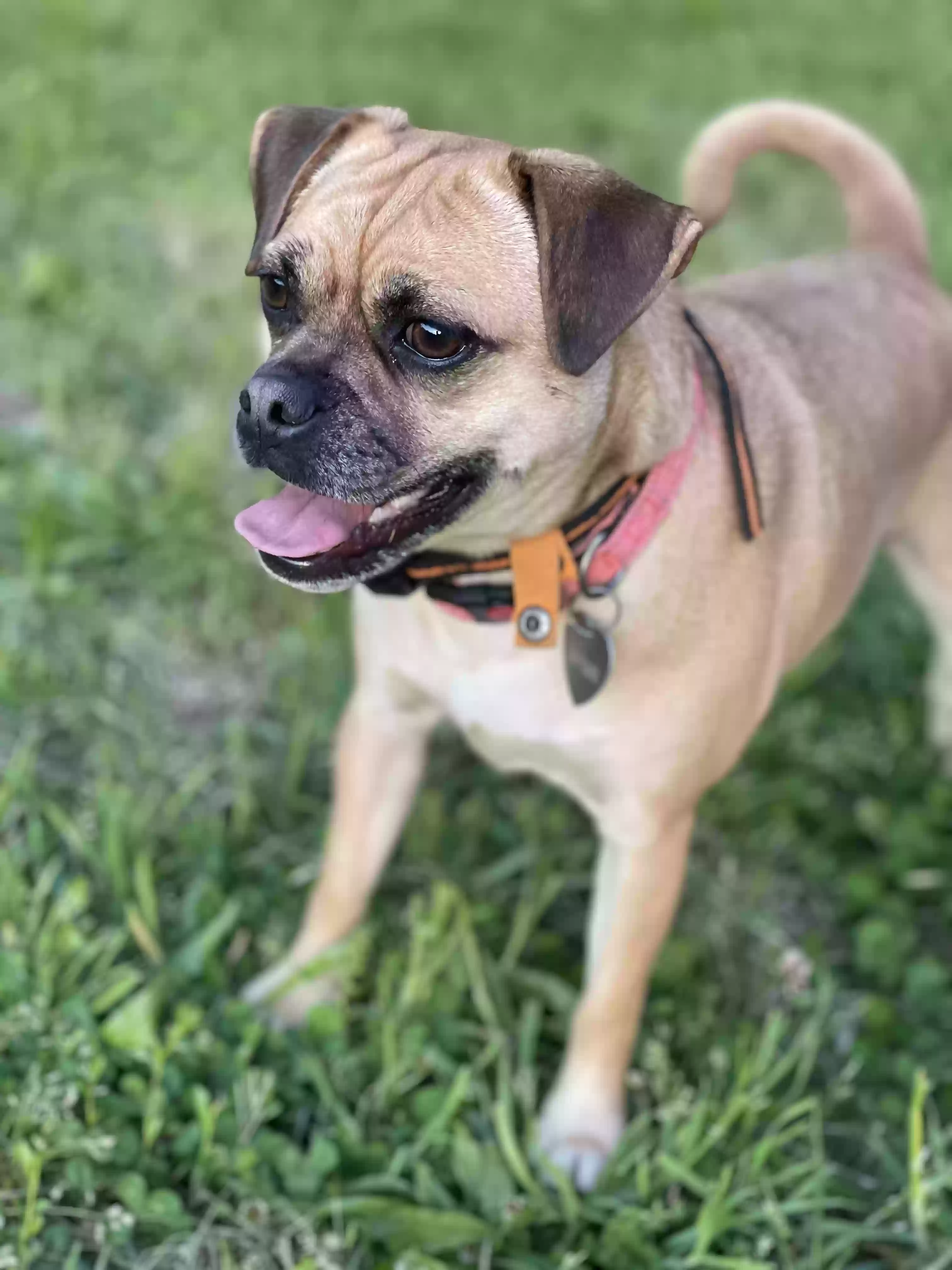 Lost dog in Cedartown, GA, 30125