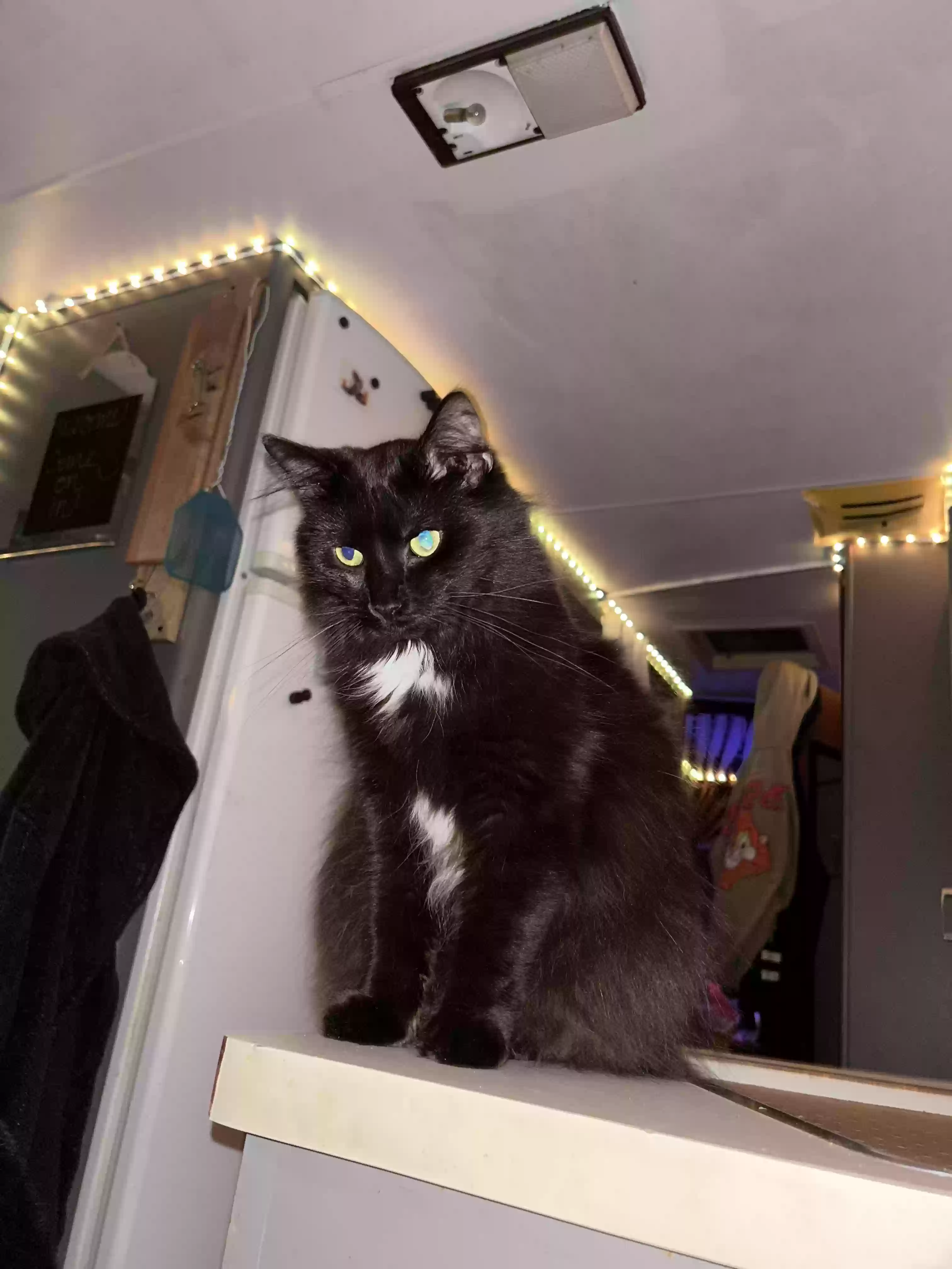 Lost cat in Oklahoma City, OK, 73142