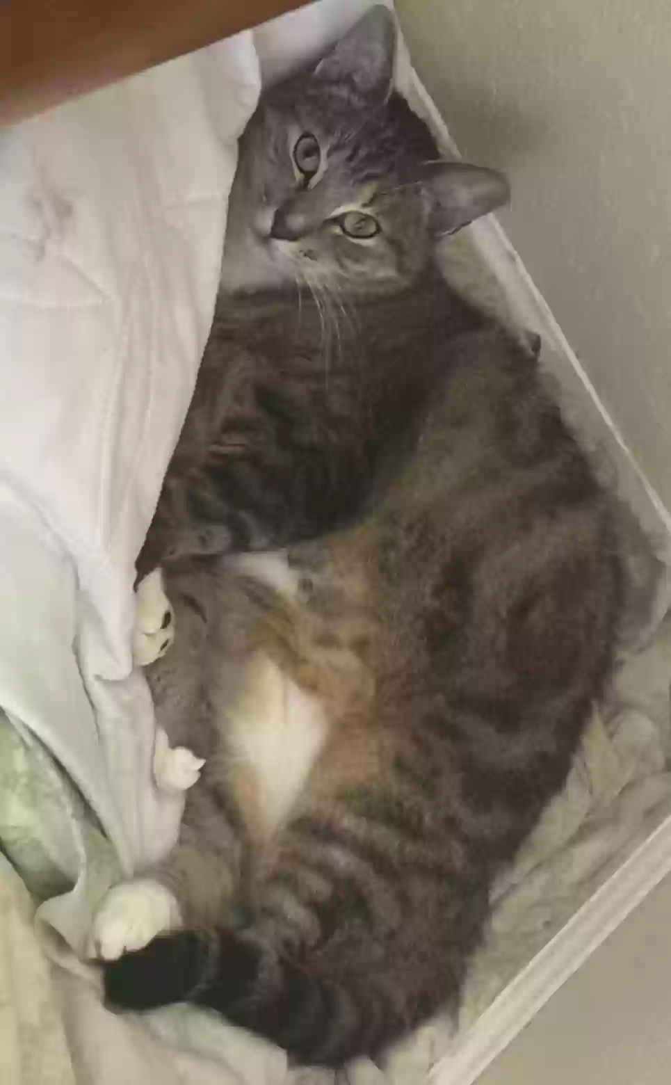 Lost cat in Miami, FL, 33190