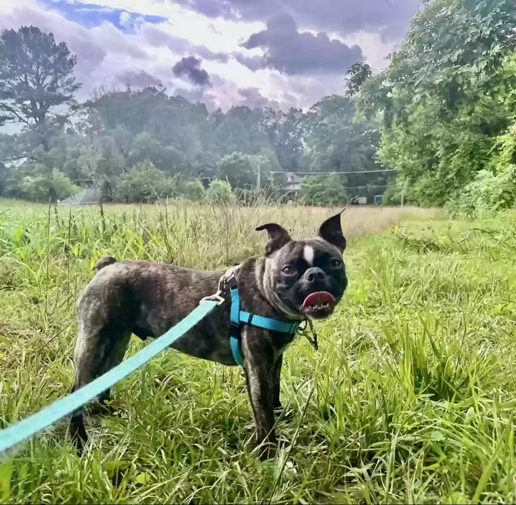 Lost dog in Owings Mills, MD, 21117