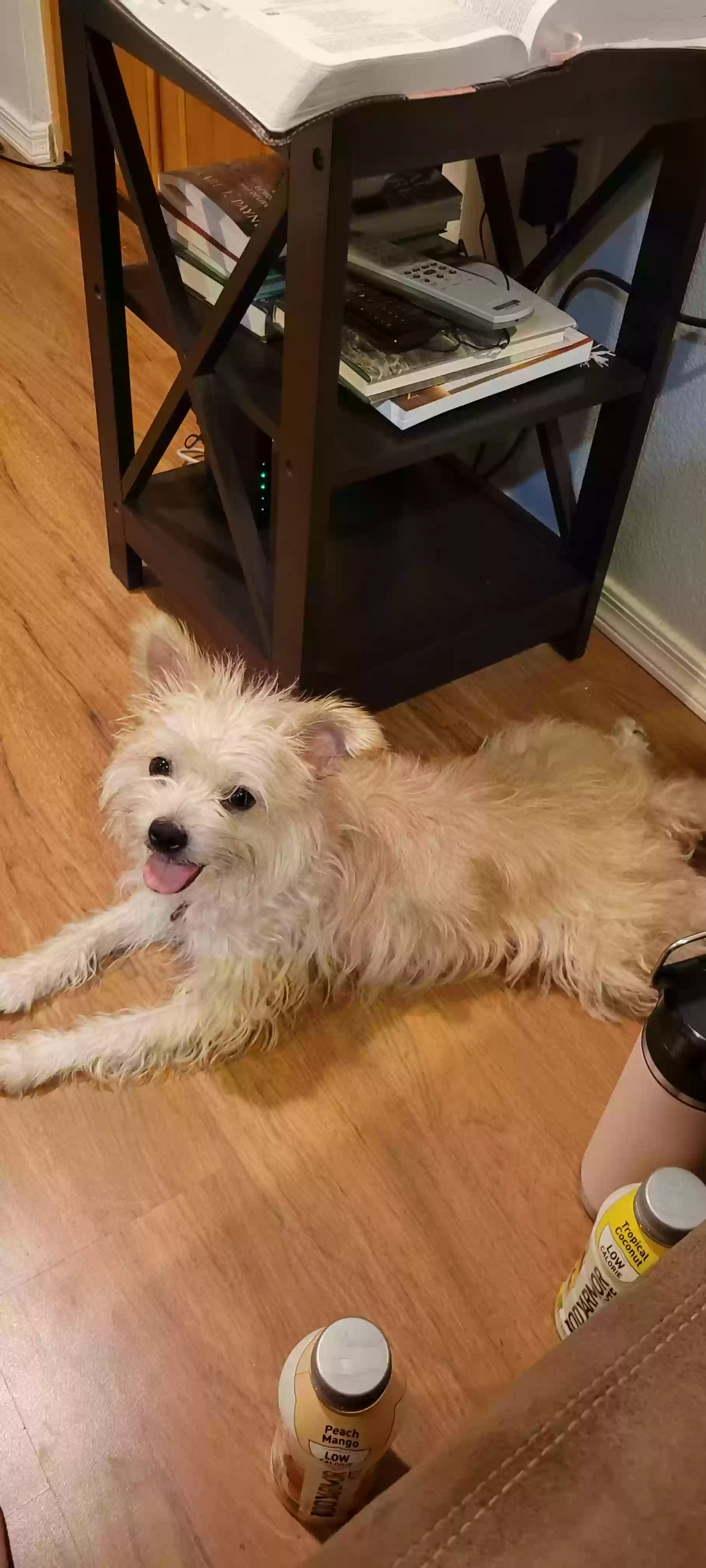 Lost dog in Mesa, AZ, 85202