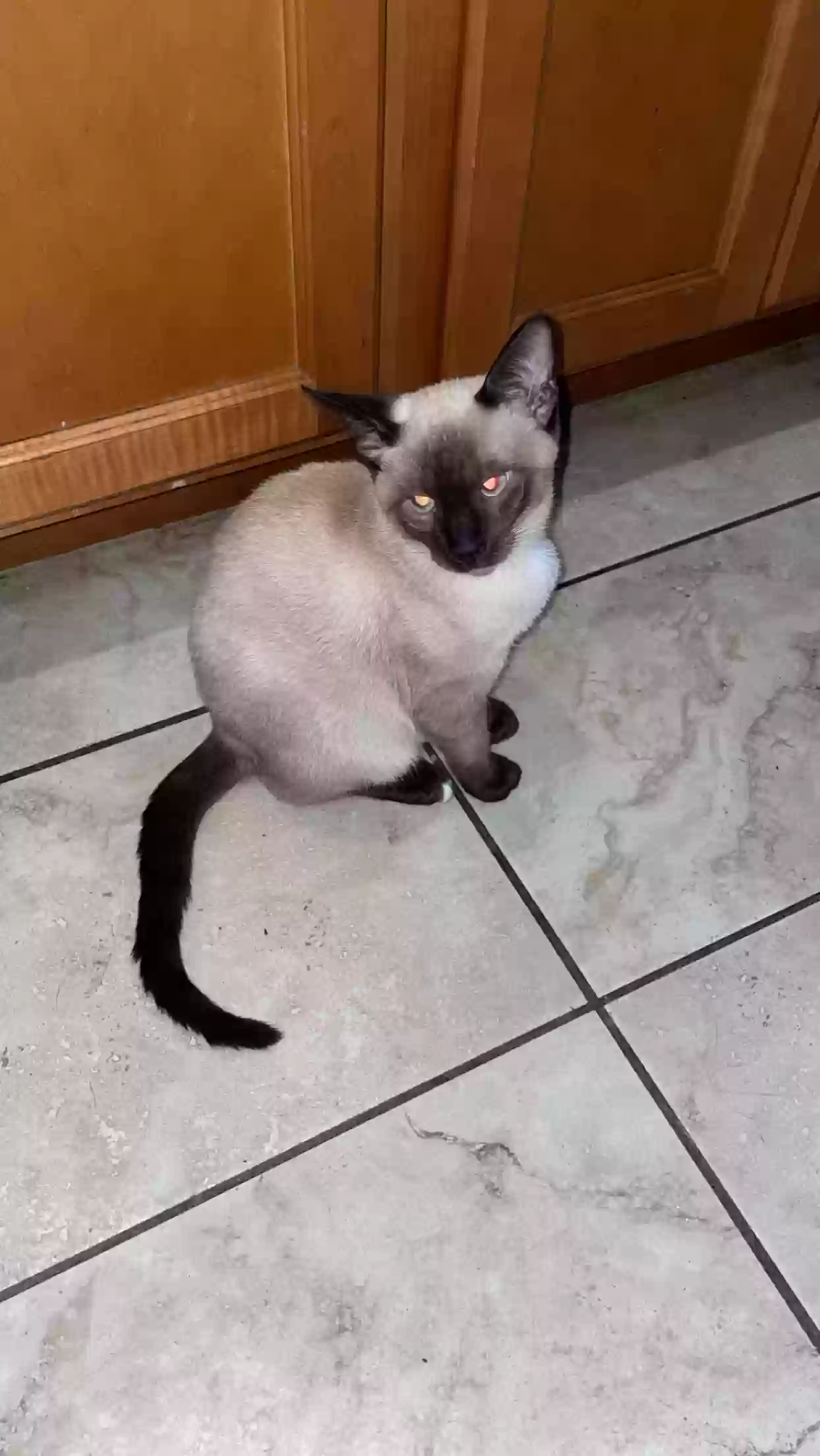 Lost cat in Chicago, IL, 60623