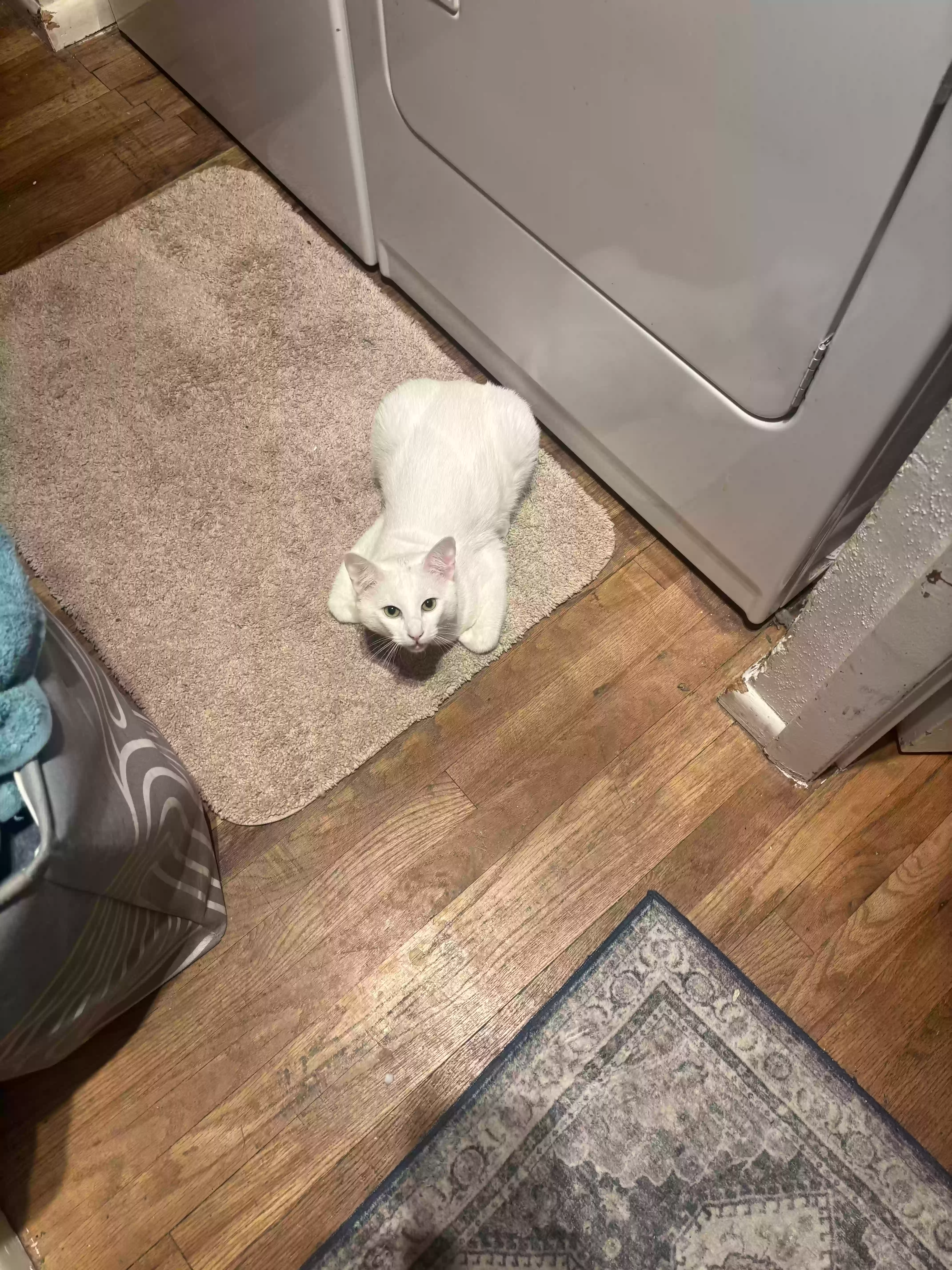 Lost cat in Lakewood, WA, 98499