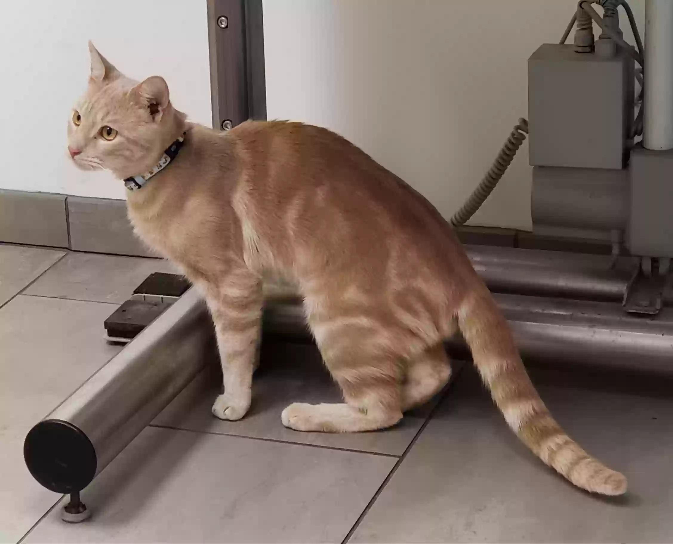 Lost cat in New Britain, CT, 6051