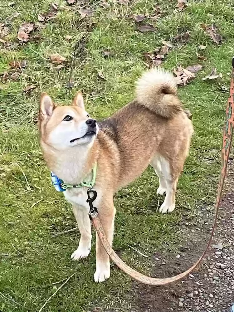 Lost dog in Portland, OR, 97202