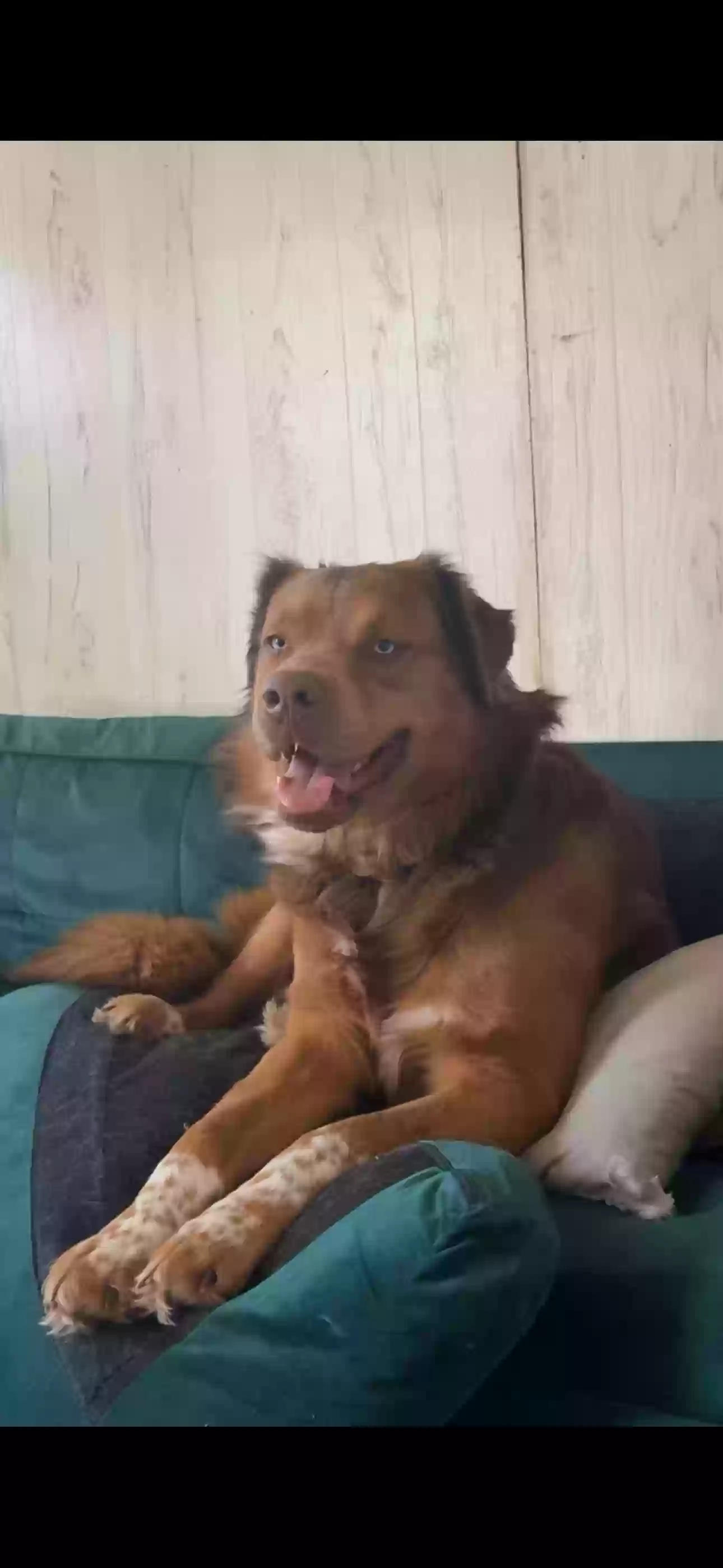 Lost dog in Adena, OH, 43901