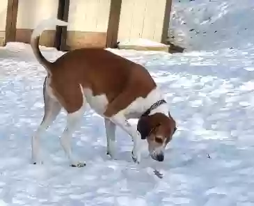 Lost dog in Eighty Four, PA, 15330
